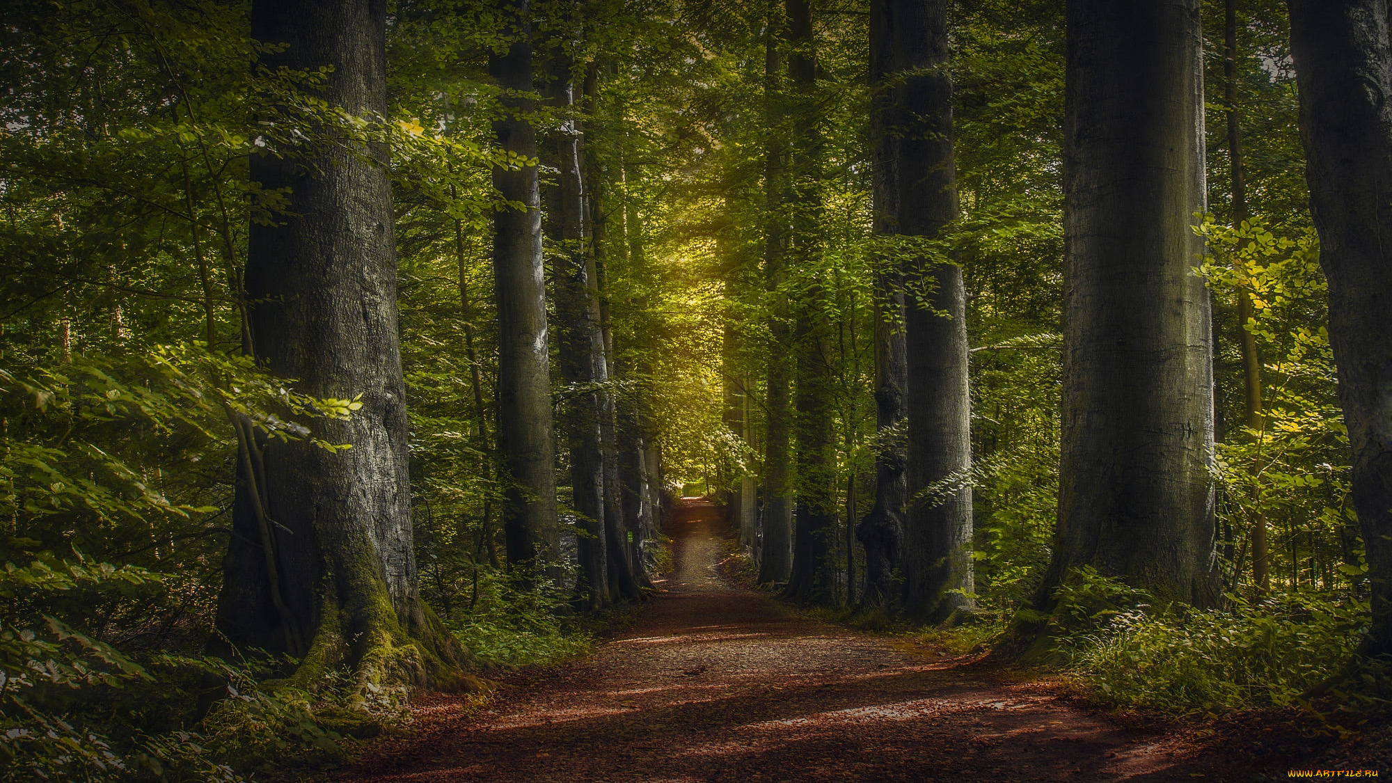природа, дороги, деревья, лесная, дорога