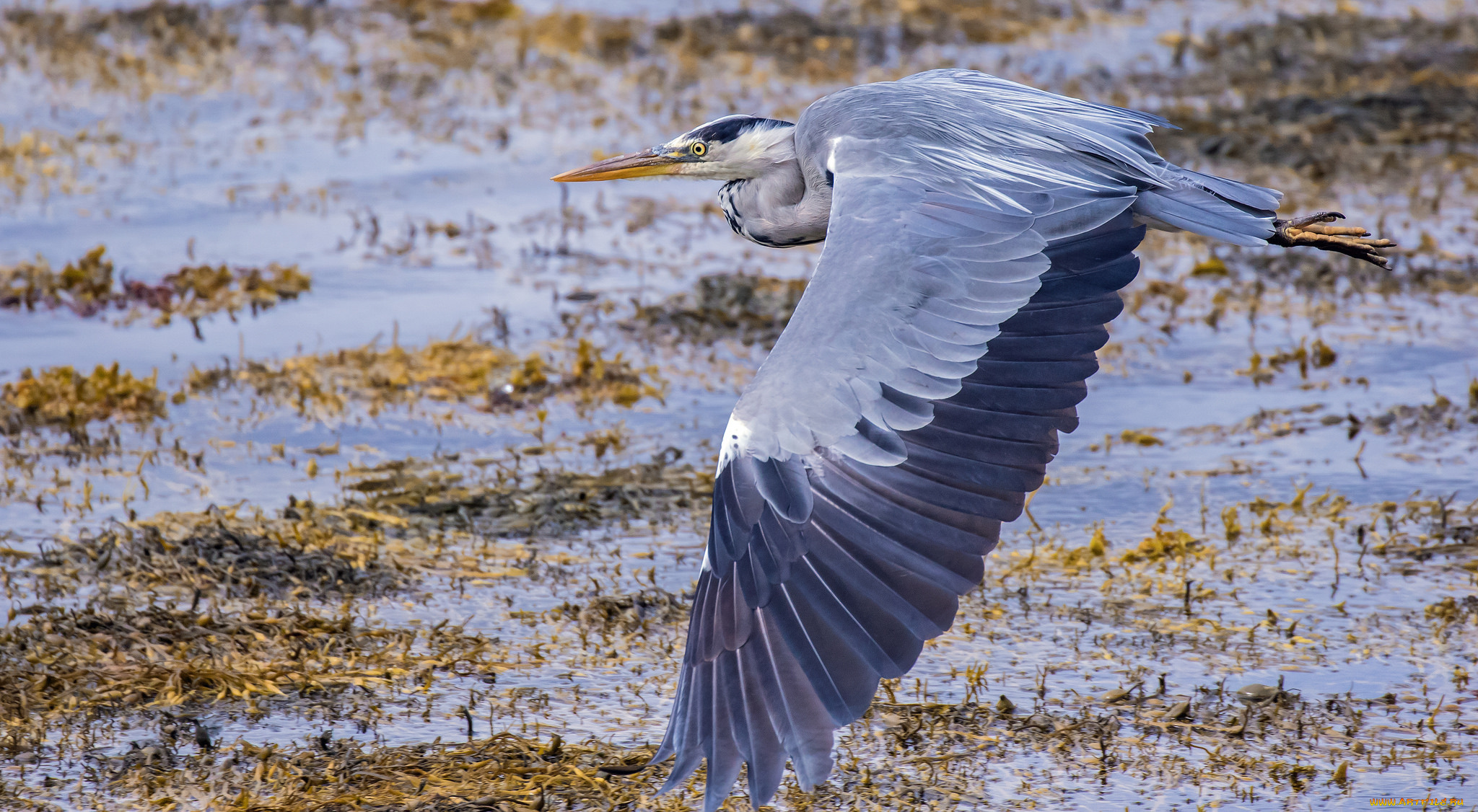 животные, цапли, , выпи, птичка