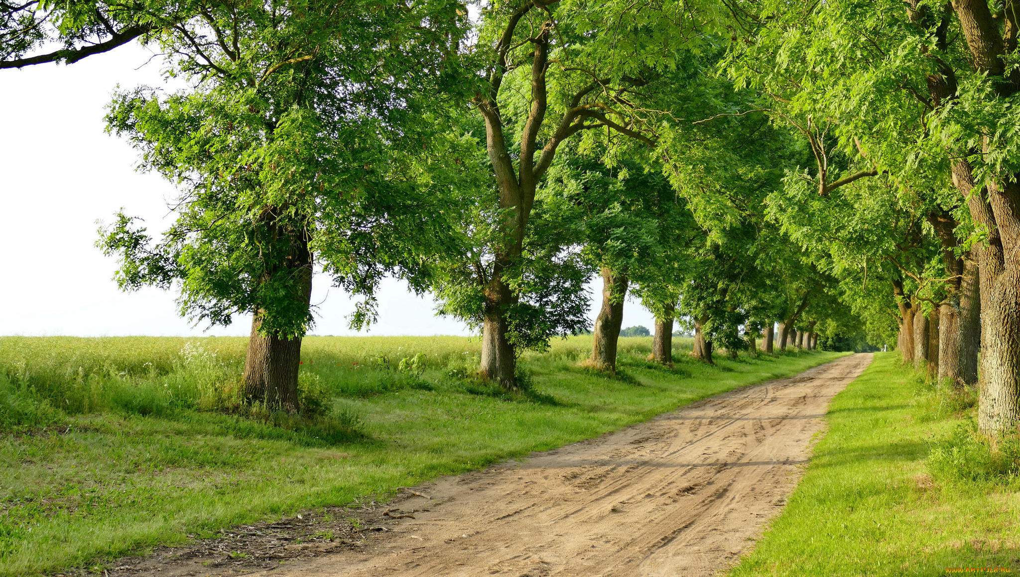 природа, дороги, дорога, деревья