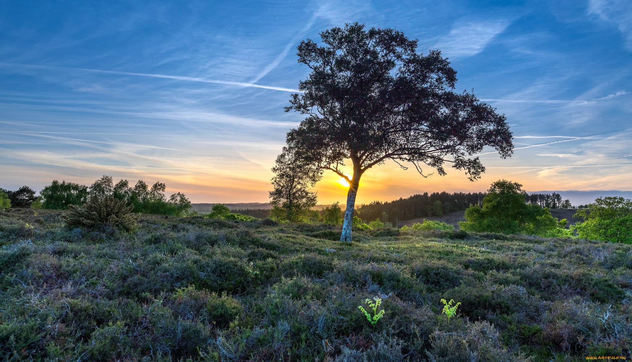 природа, деревья, рассвет