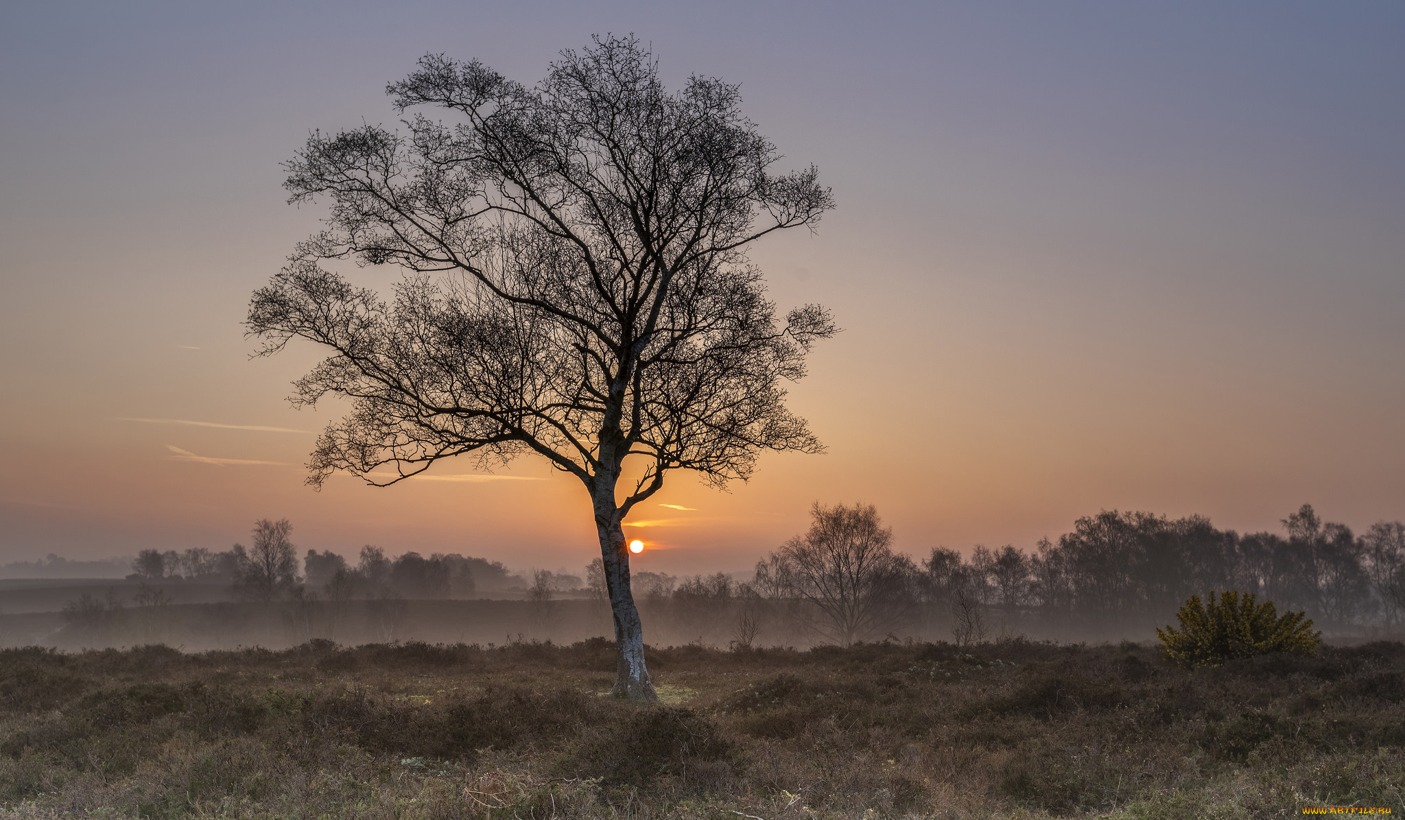 природа, деревья, простор