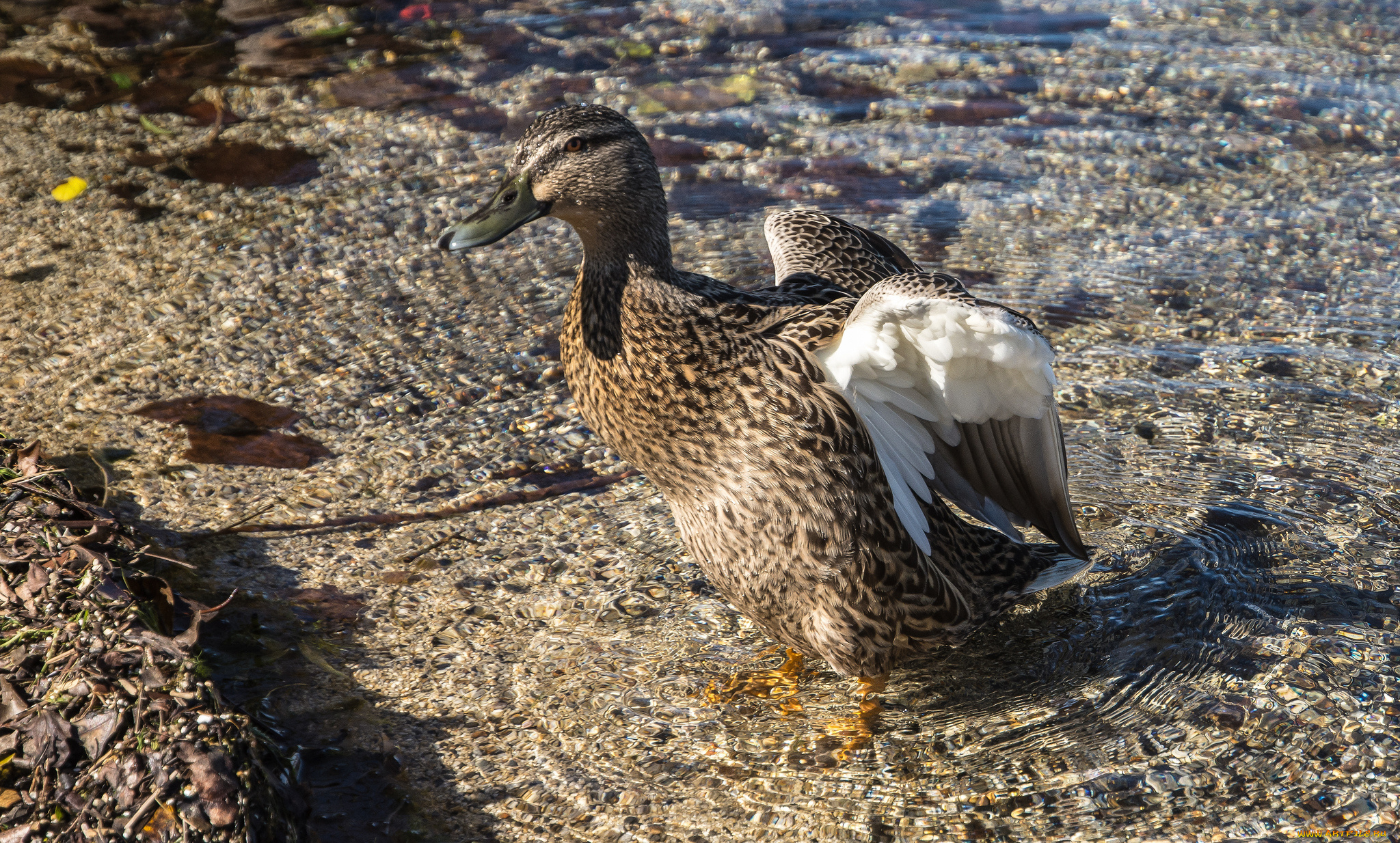 животные, утки, птичка