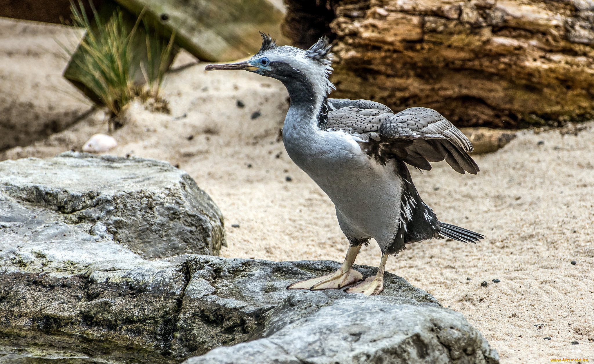животные, Чайки, , бакланы, , крачки, птичка