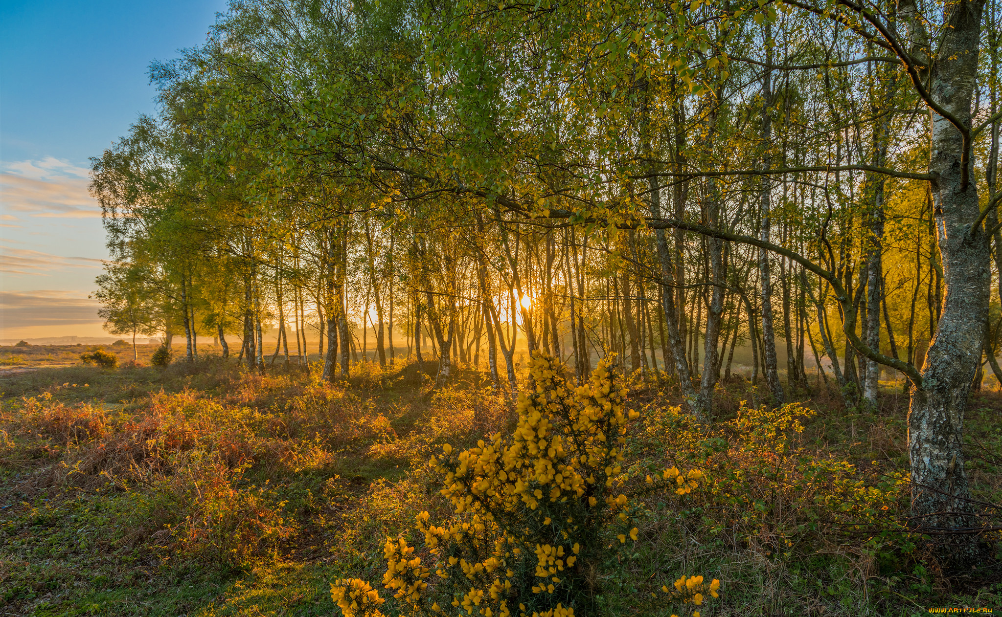 природа, лес, рассвет