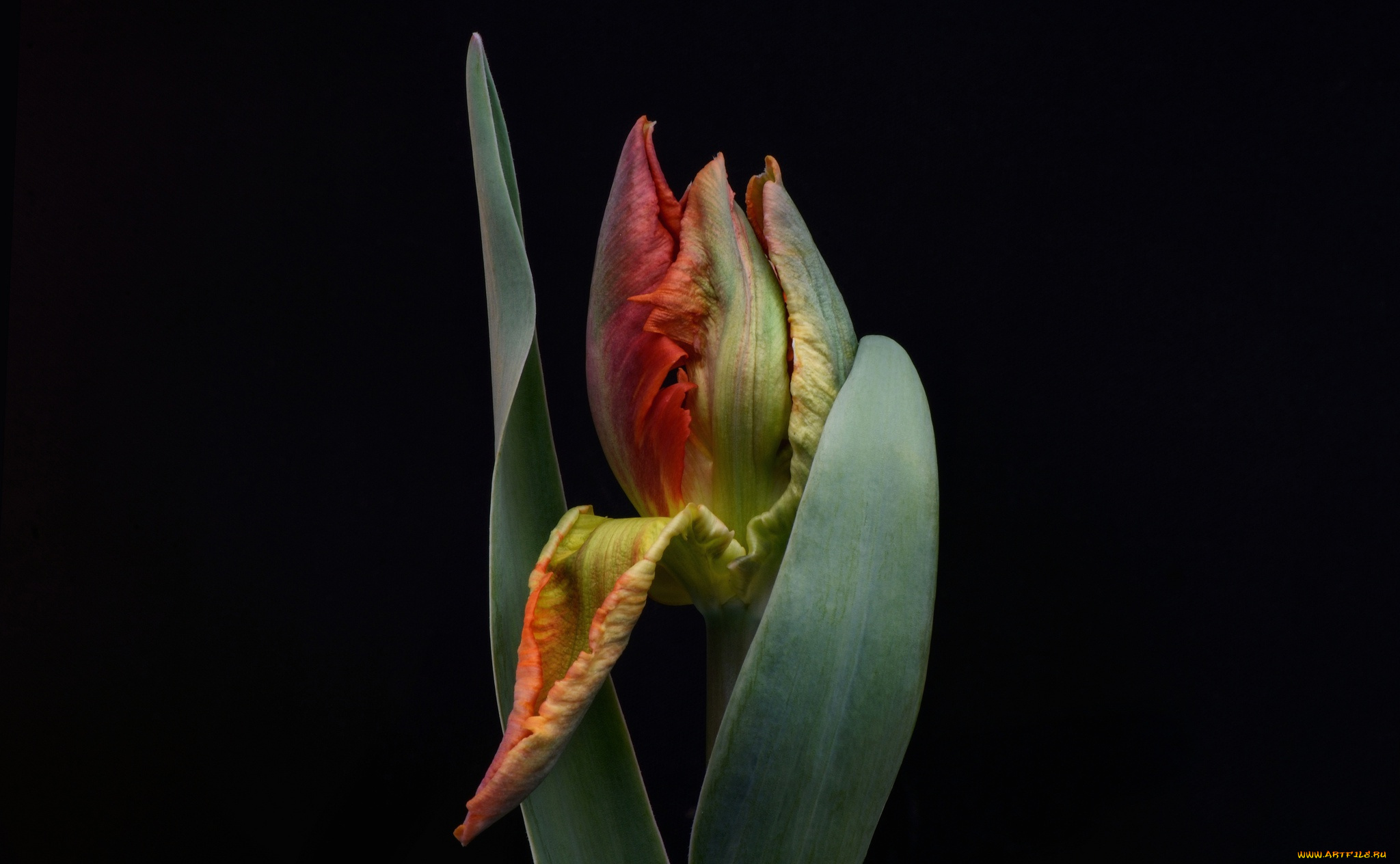 цветы, тюльпаны, тюльпан, черный, фон, бутон, цветок, листья