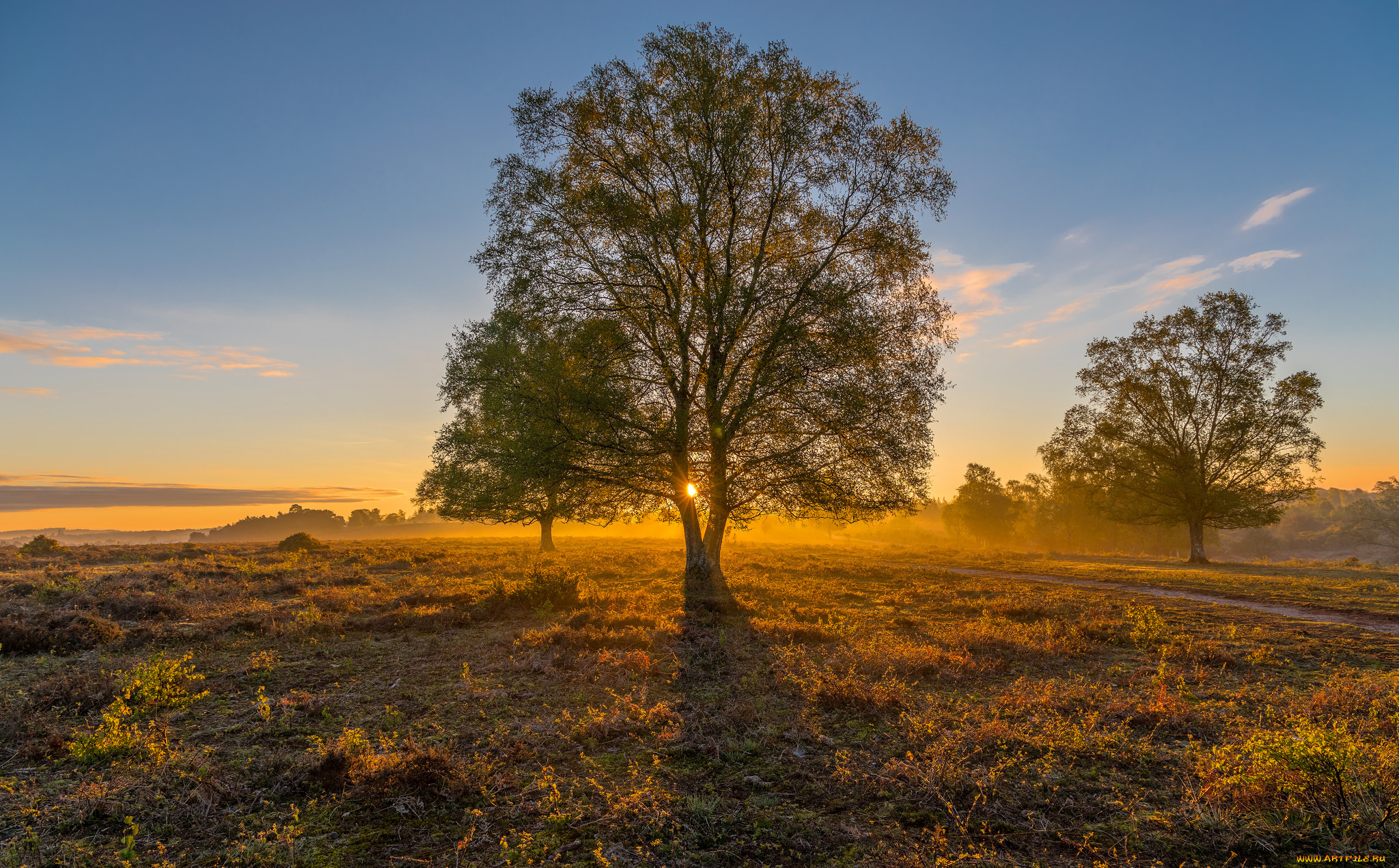 природа, деревья, рассвет