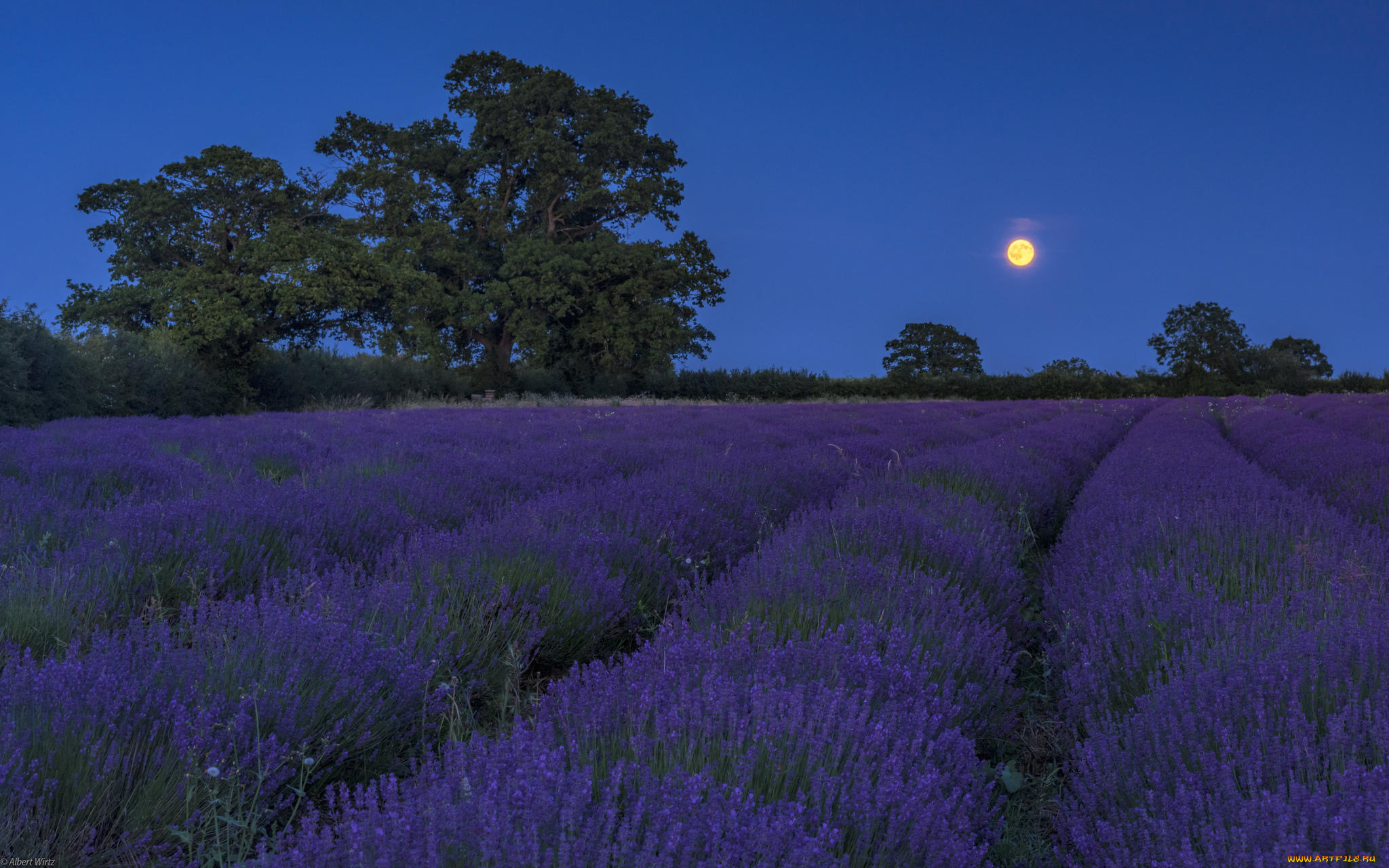цветы, лаванда, поле, луна, ночь, пейзаж, картинки