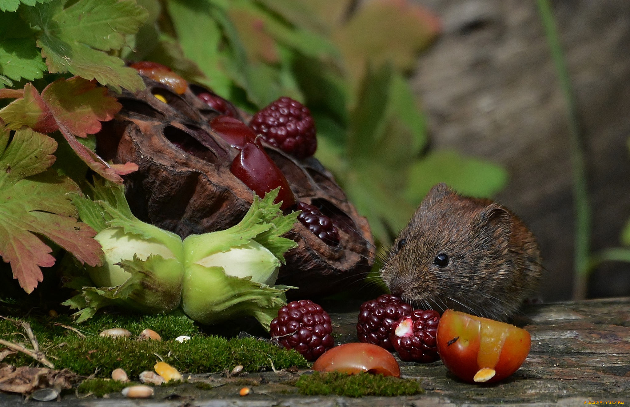 животные, крысы, , мыши, мышка