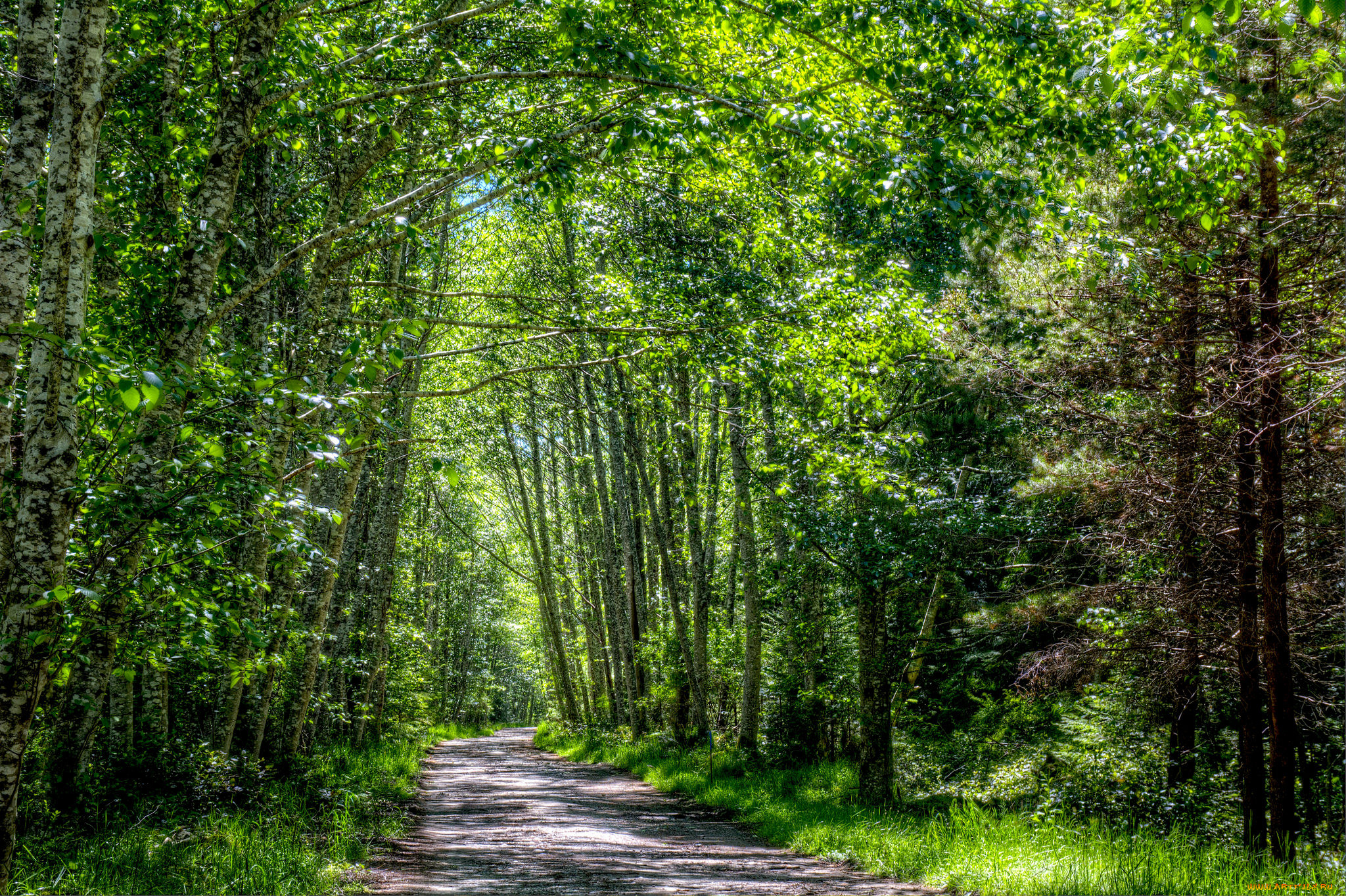 природа, дороги, река, лес