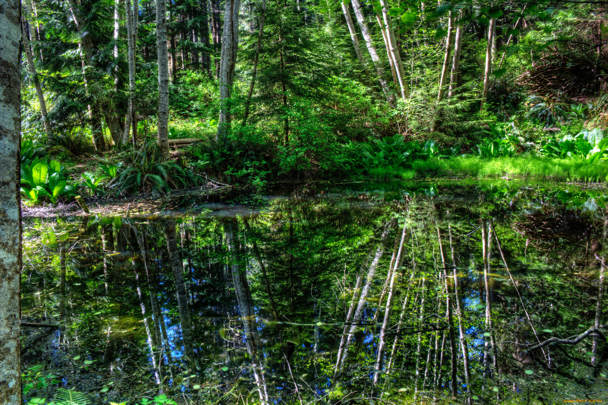 природа, реки, озера, река, лес