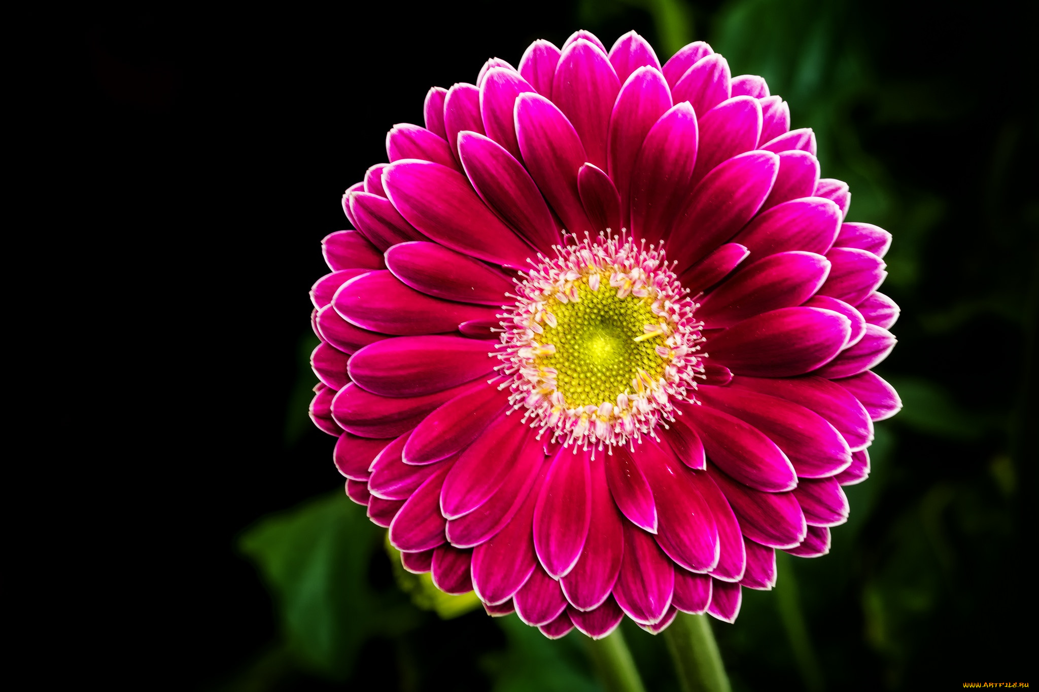 цветы, герберы, черный, фон, лепестки, цветок