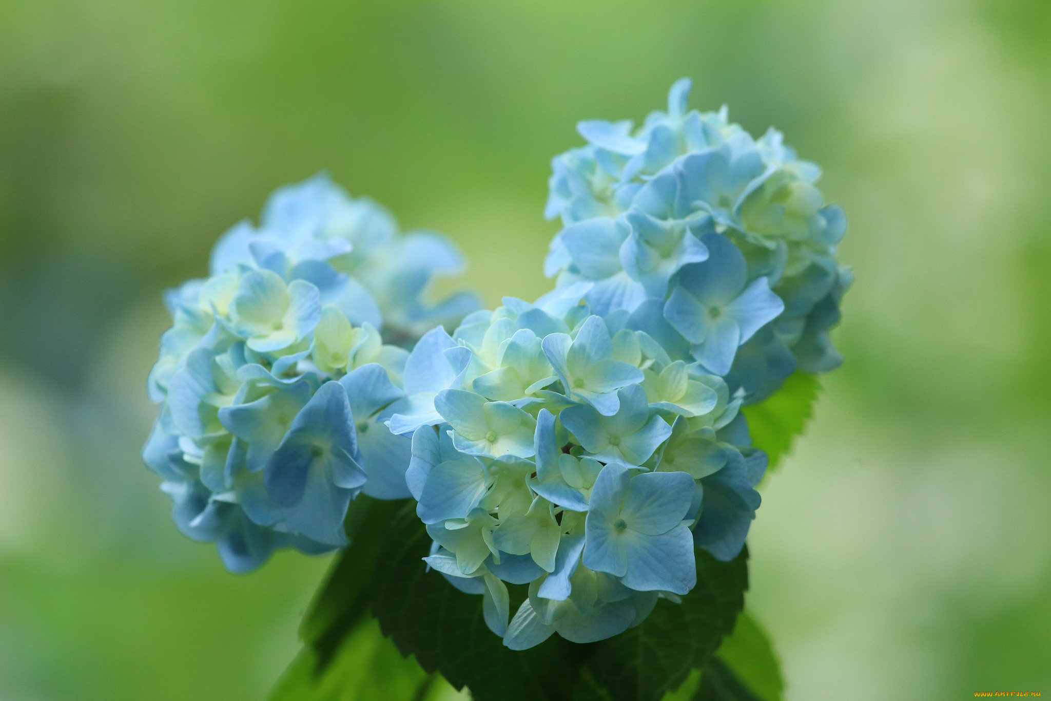 цветы, гортензия, фон, букет, синий