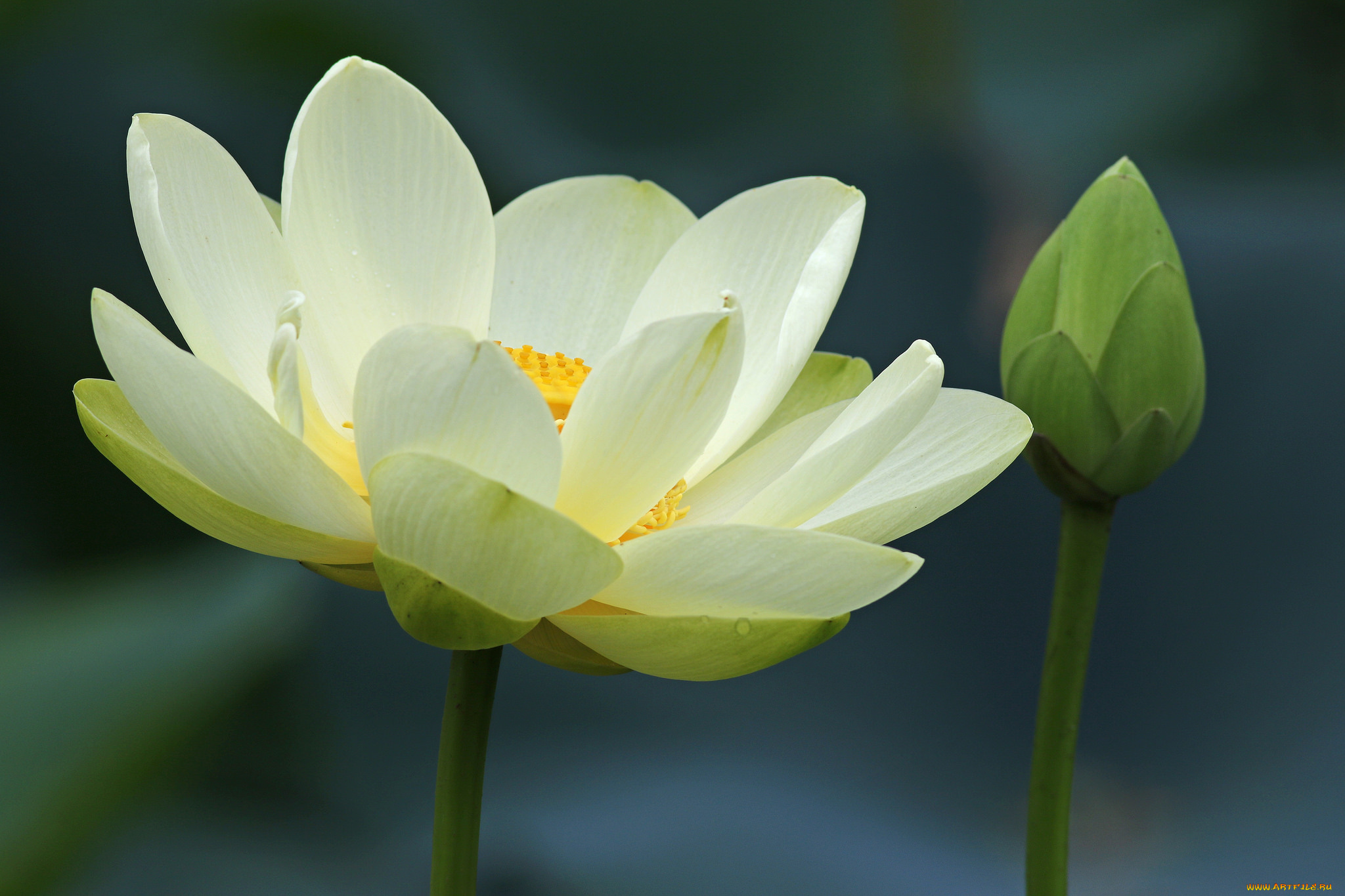 цветы, лотосы, жёлтый