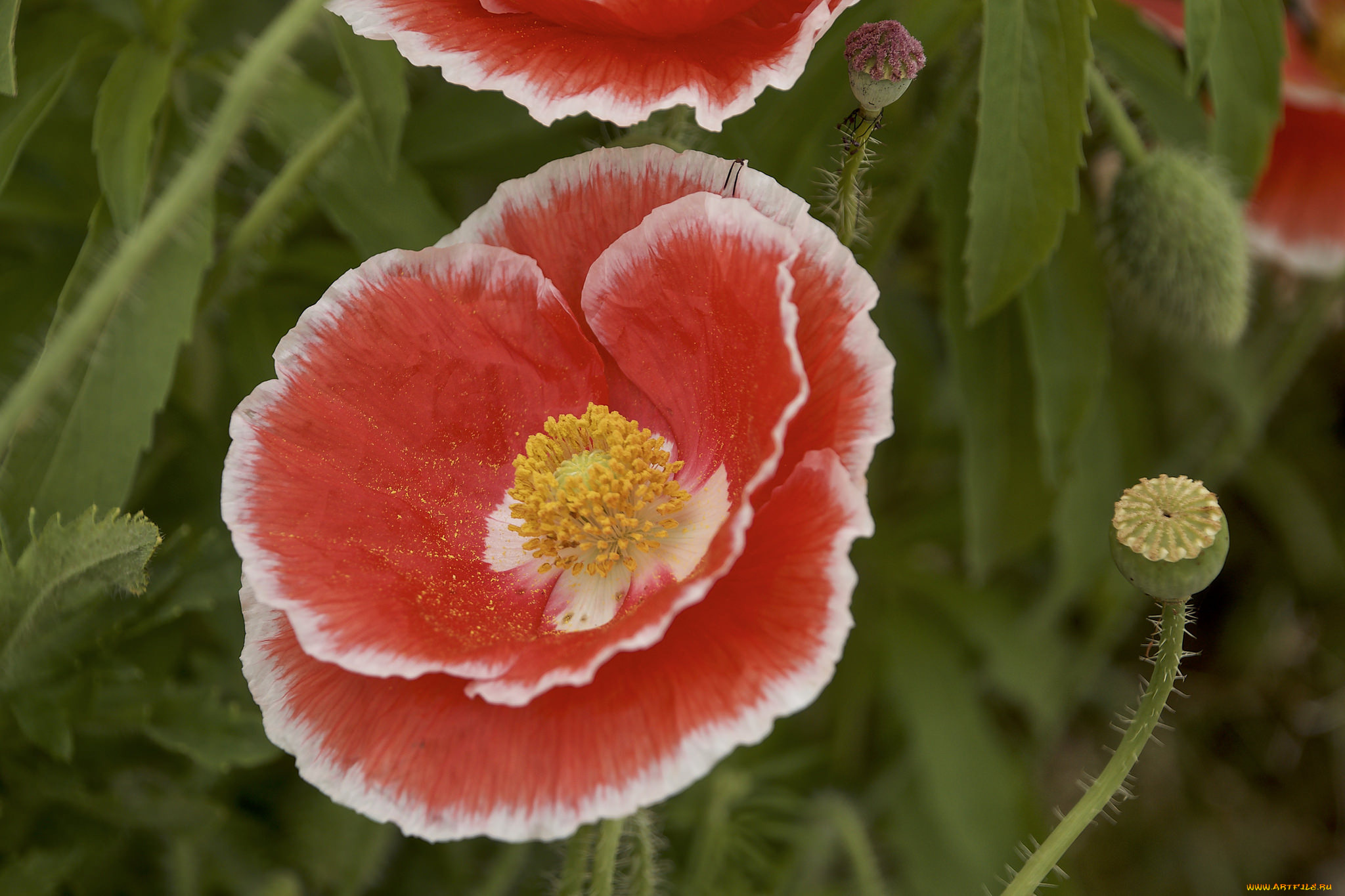 цветы, маки, лепестки
