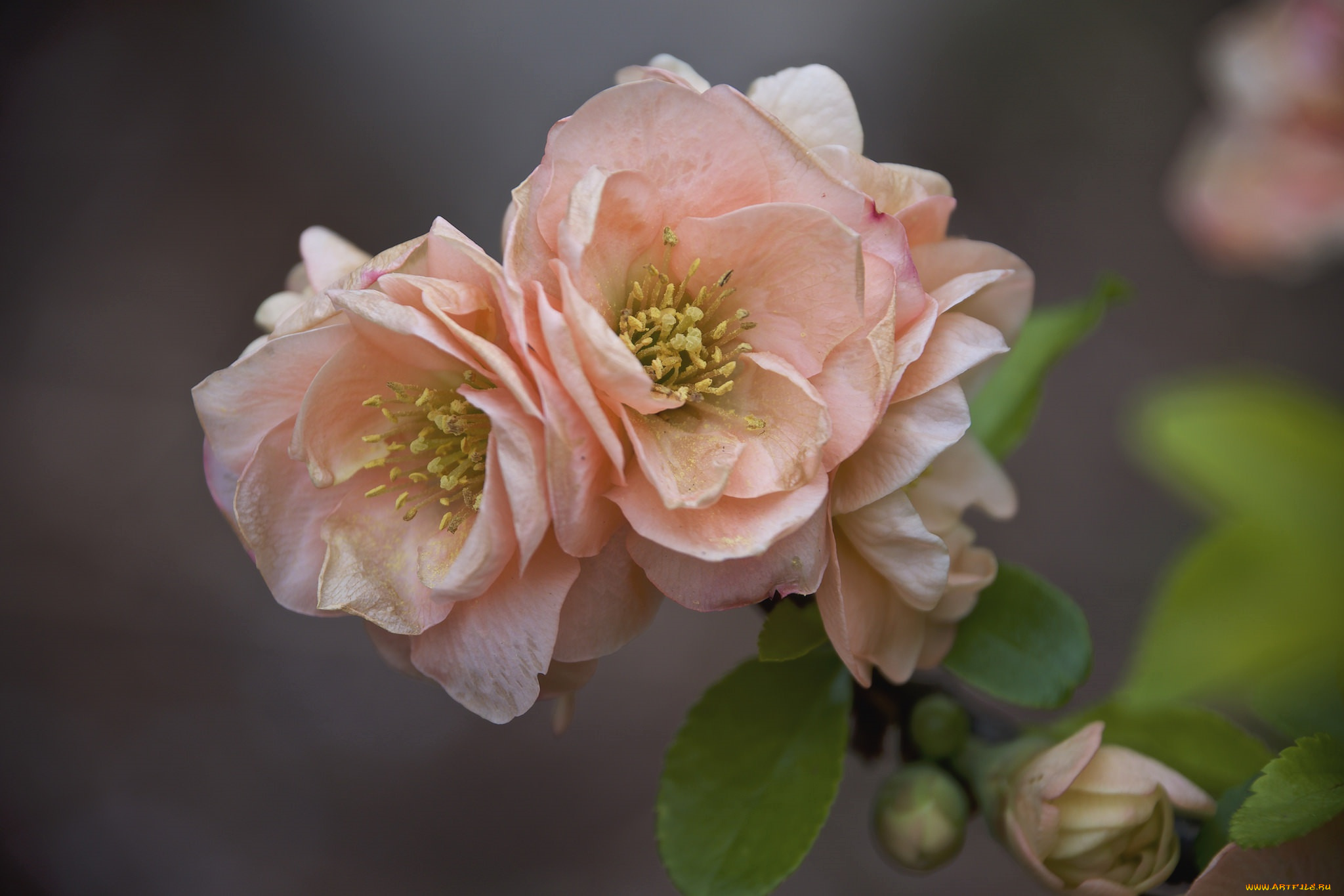 цветы, весна, фон, макро, цветение, природа, ветка