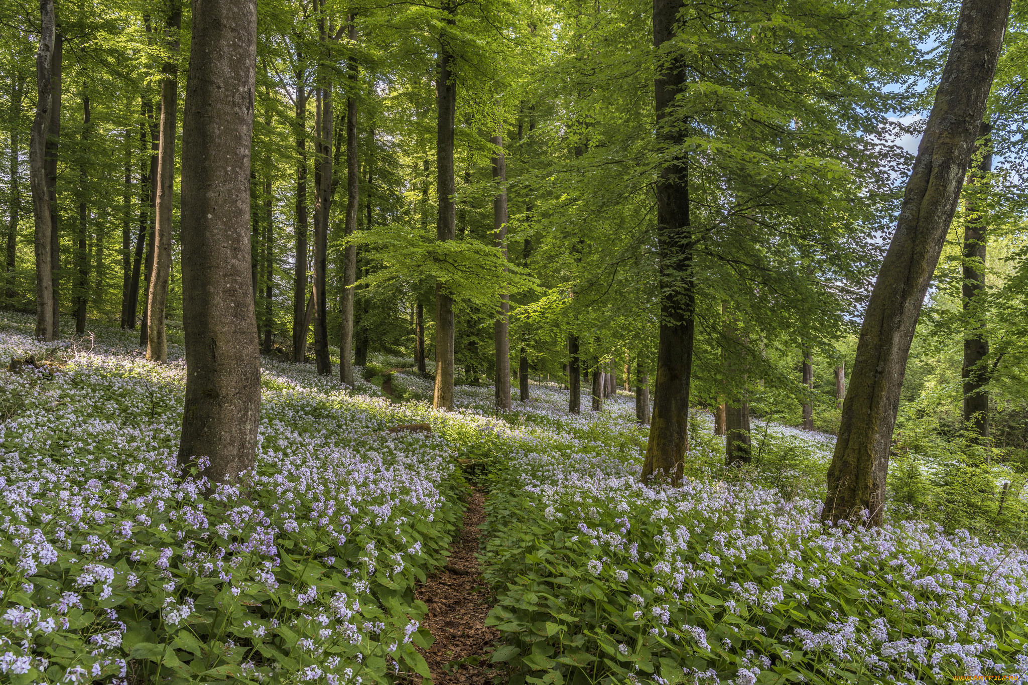 природа, лес, цветы, деревья