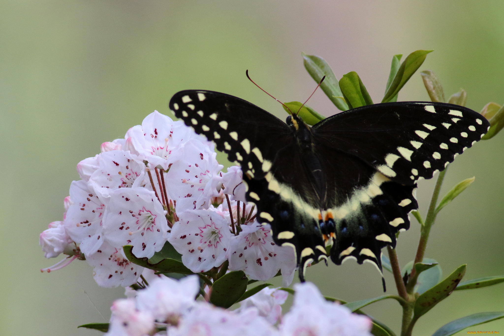 животные, бабочки, , мотыльки, , моли, бабочка