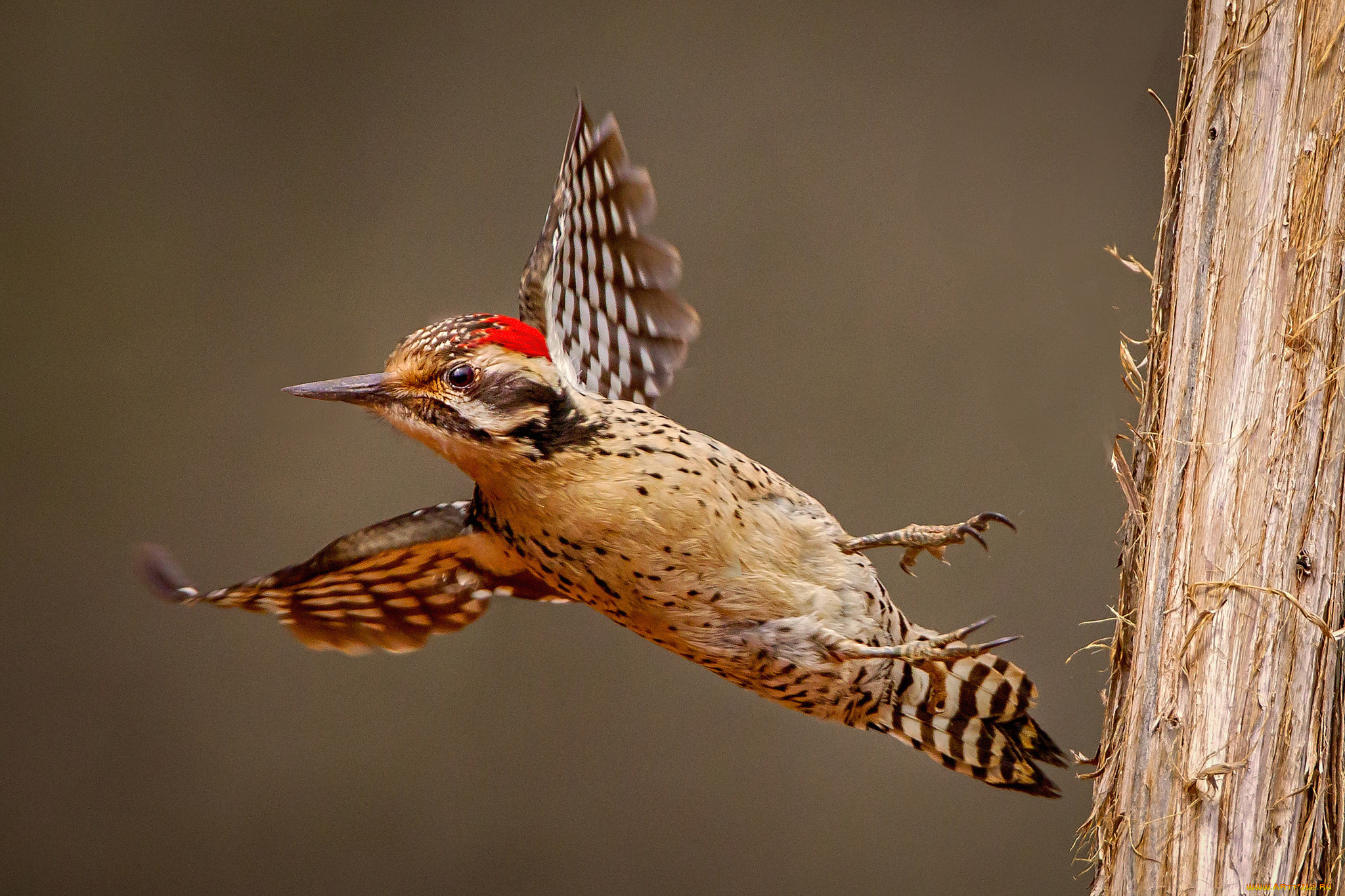 животные, дятлы, птичка