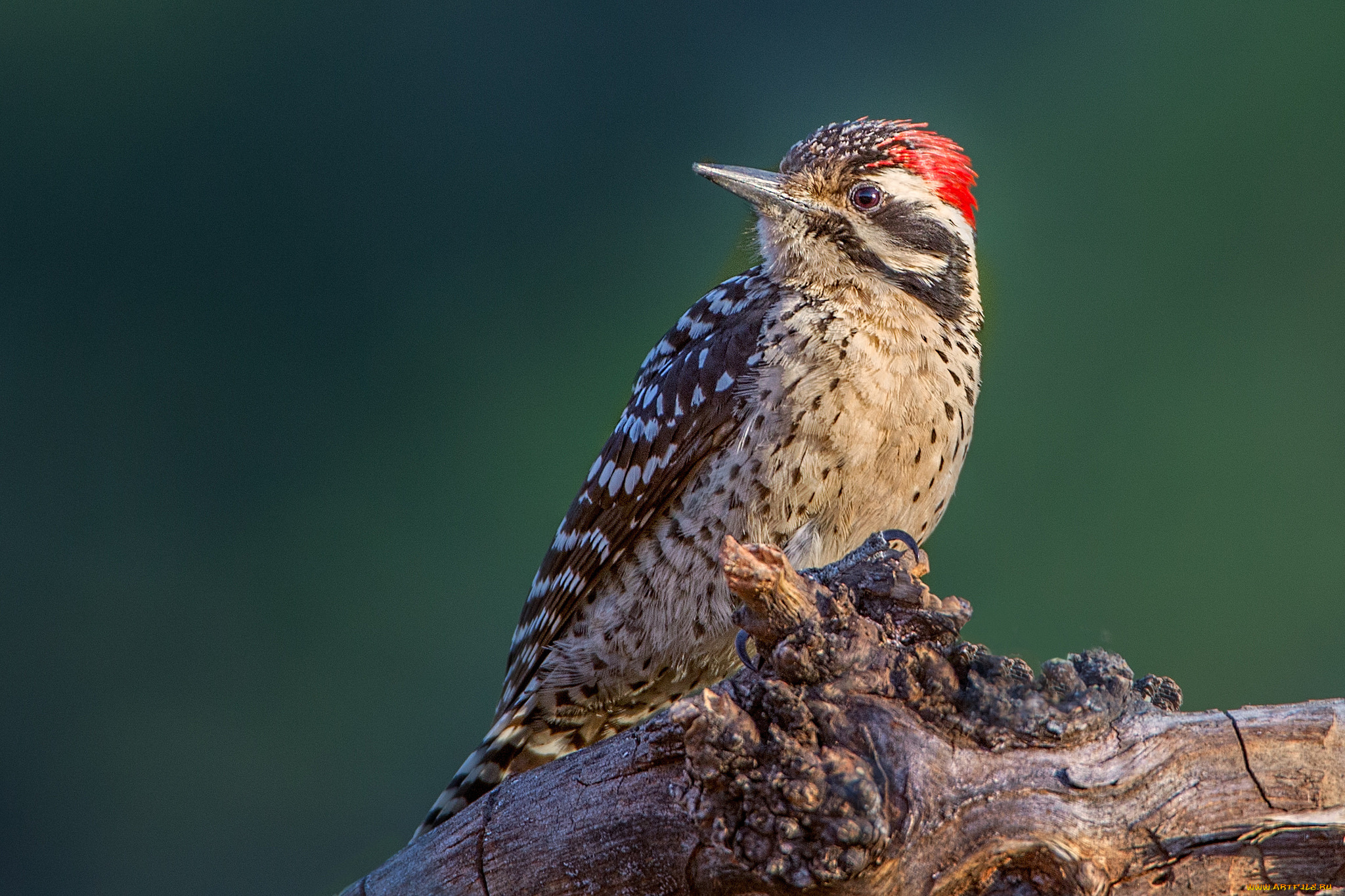 животные, дятлы, птичка