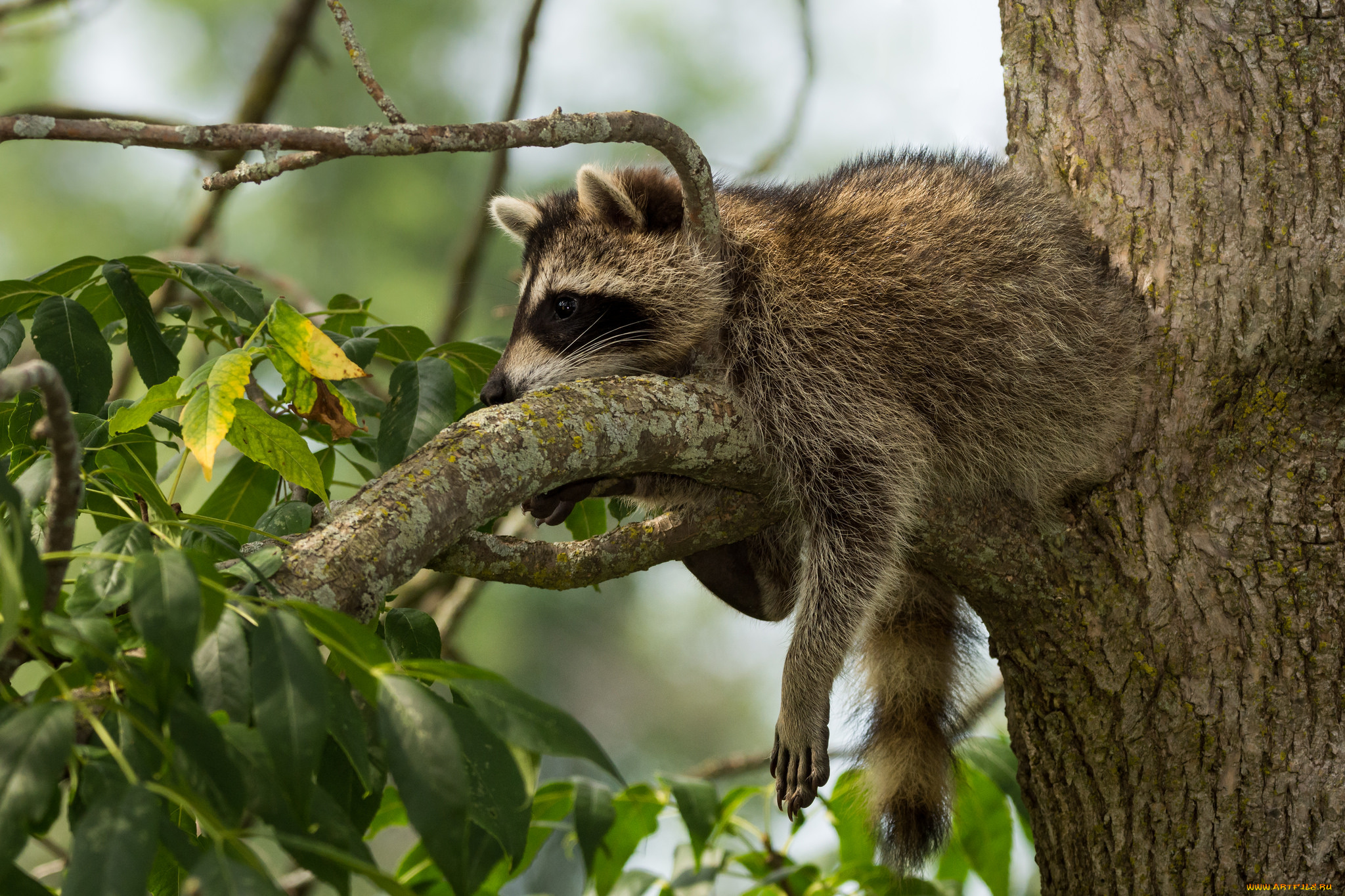 животные, еноты, енот
