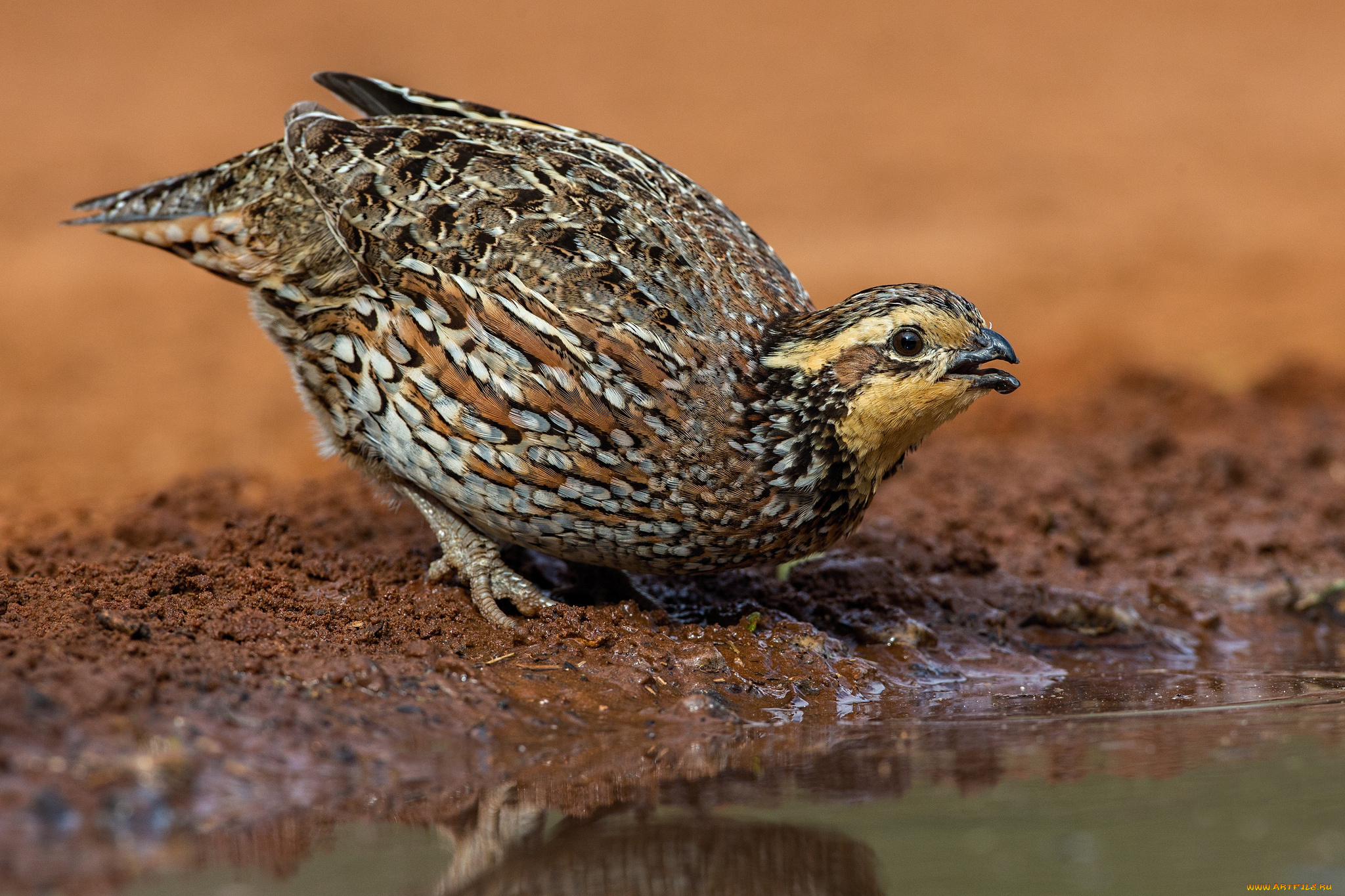 животные, куропатки, , рябчики, , перепела, птичка