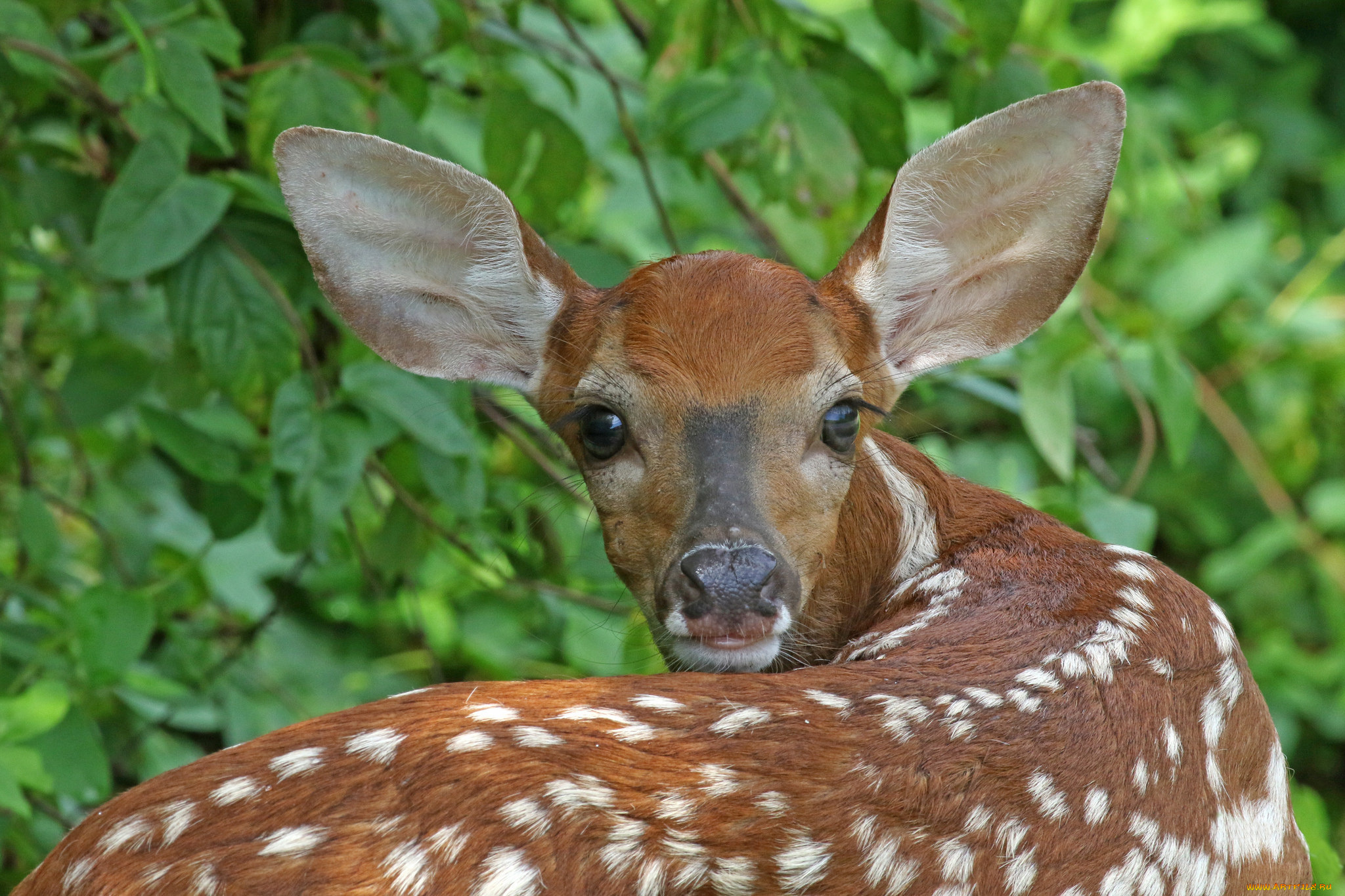 животные, олени, олень