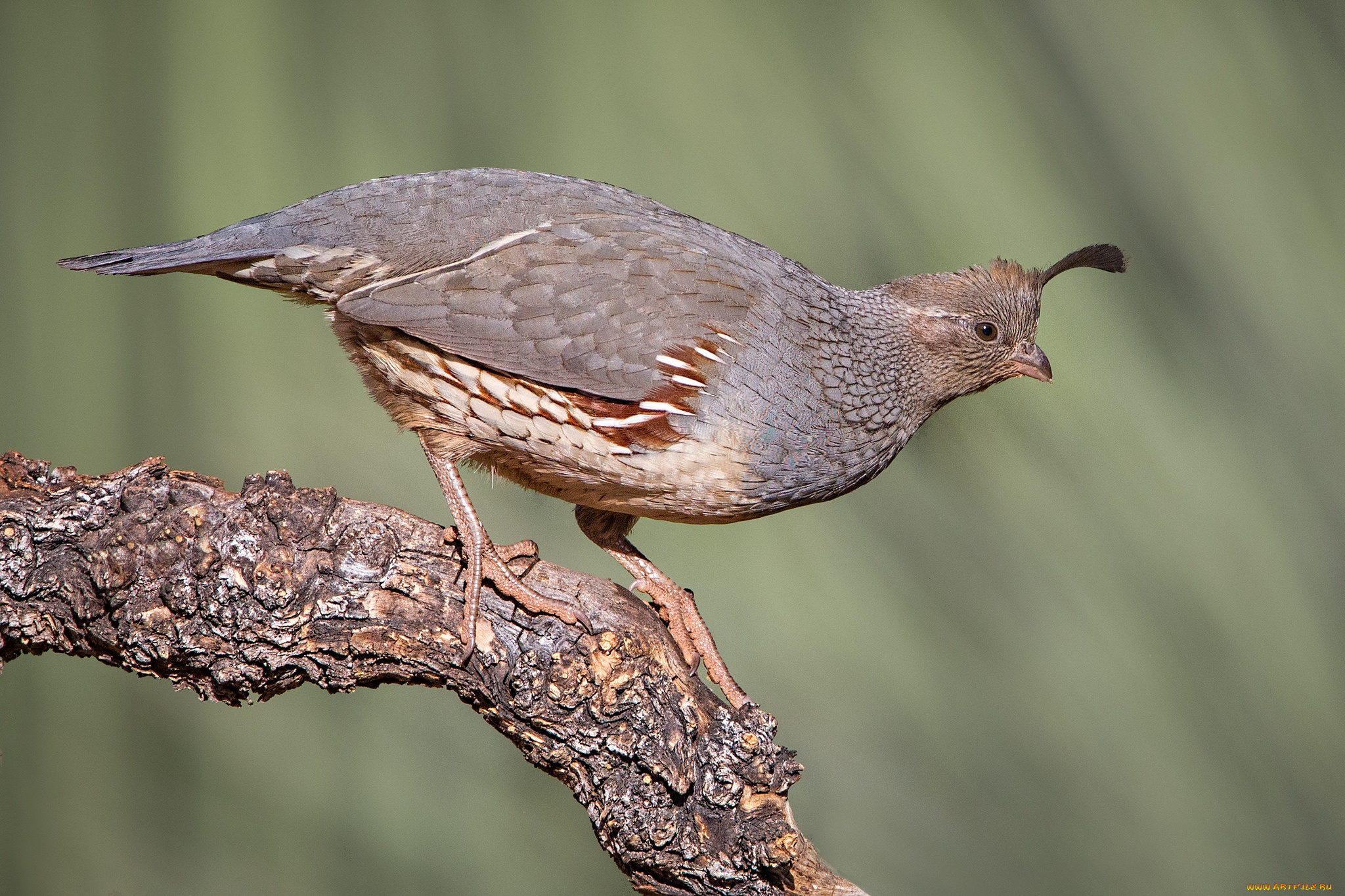 животные, птицы, птичка