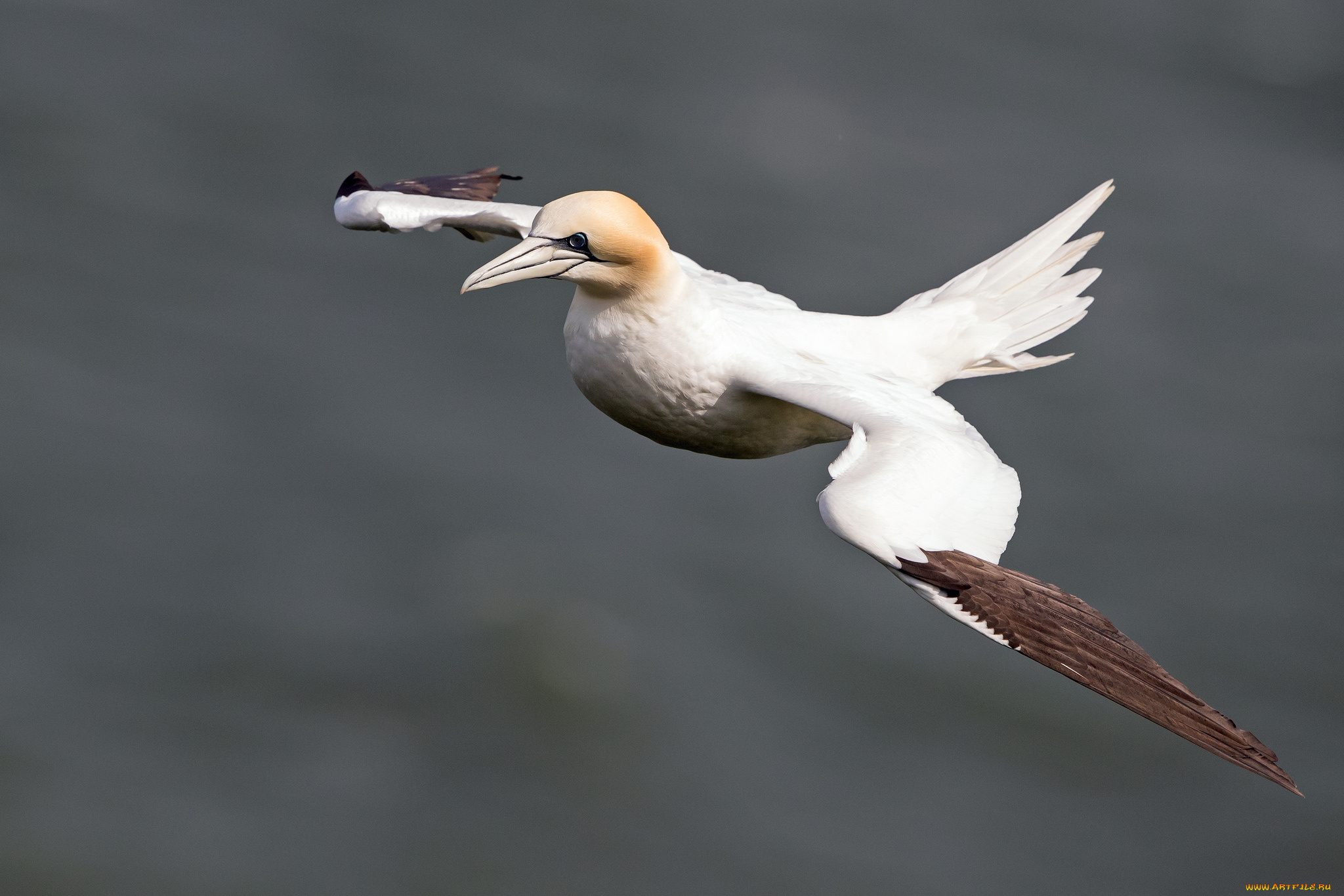 животные, олуши, птичка