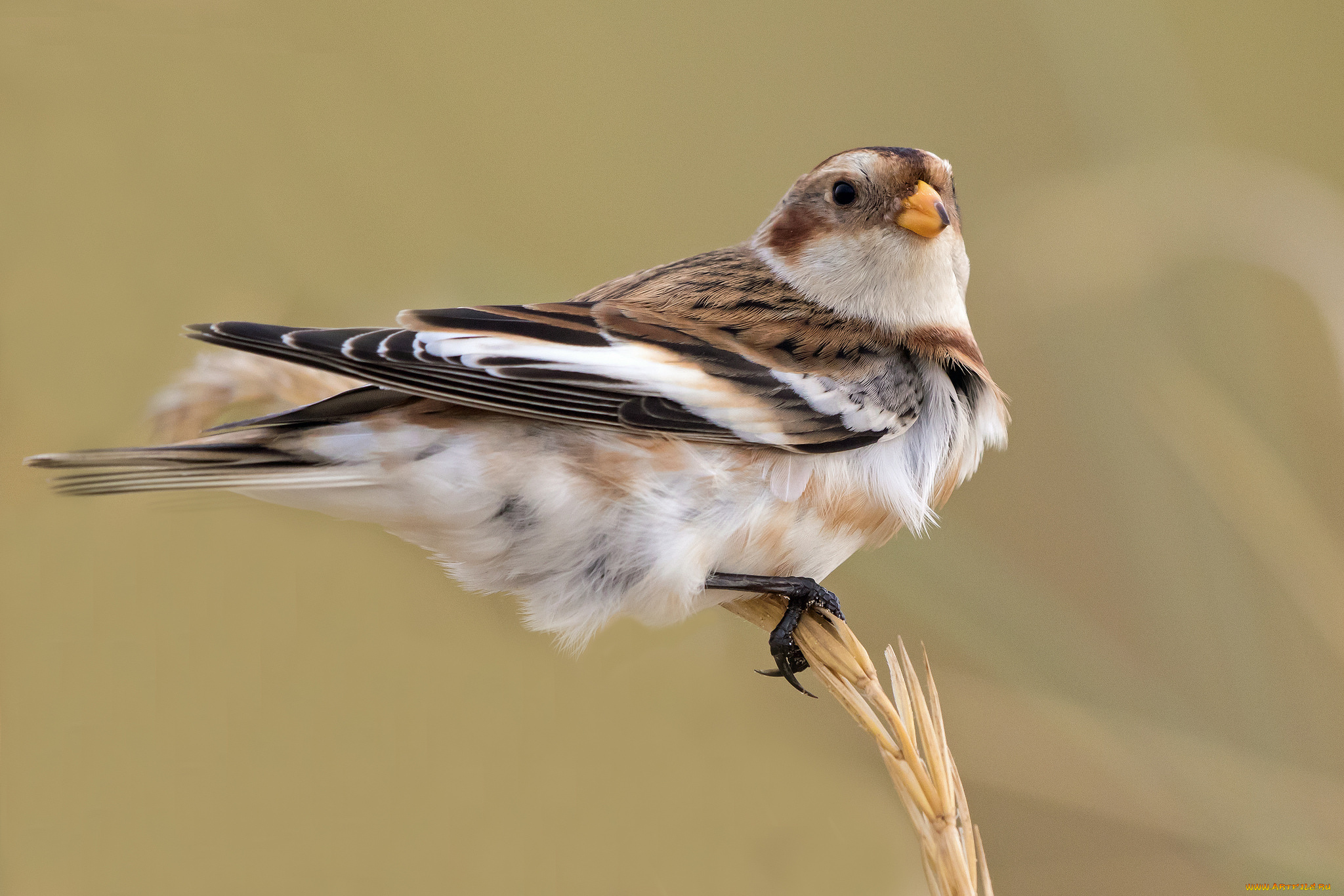 животные, птицы, птичка