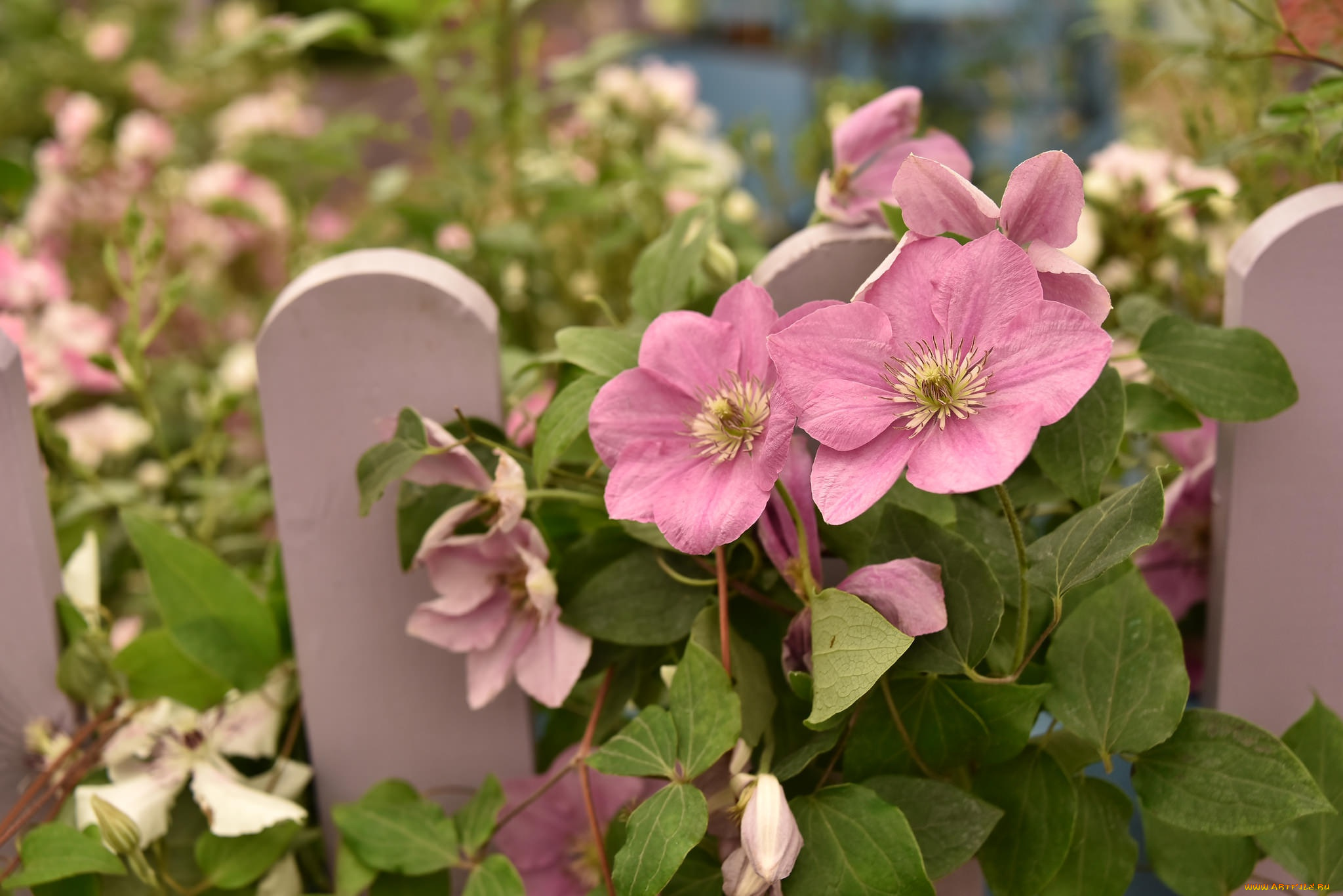 цветы, клематис, , ломонос, розовый, забор, клематис, лепестки, листья