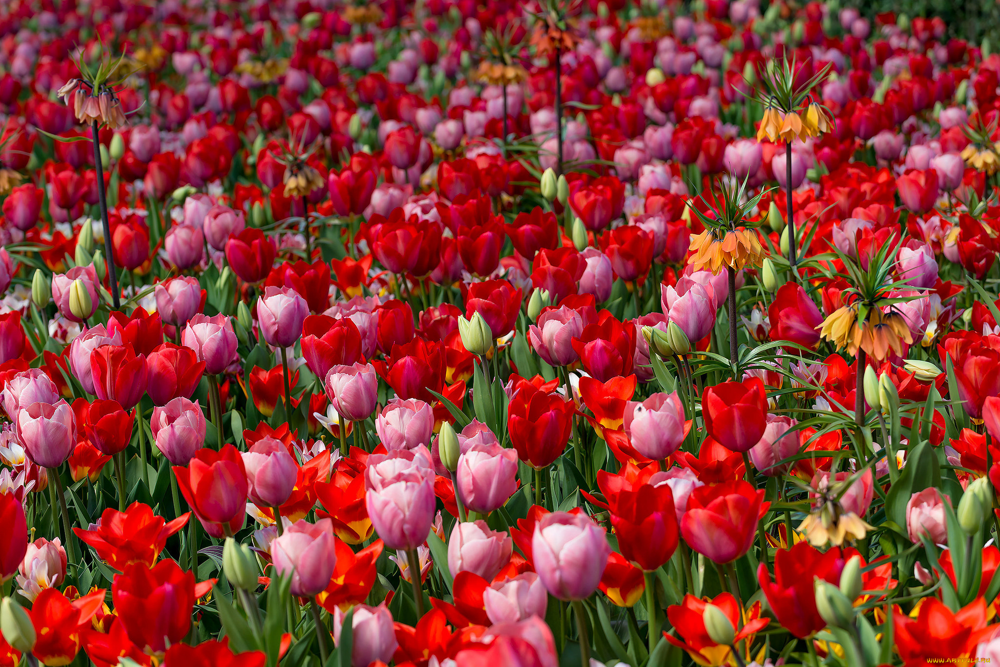 цветы, тюльпаны, бутоны, цветение, яркость, лепестки, листья