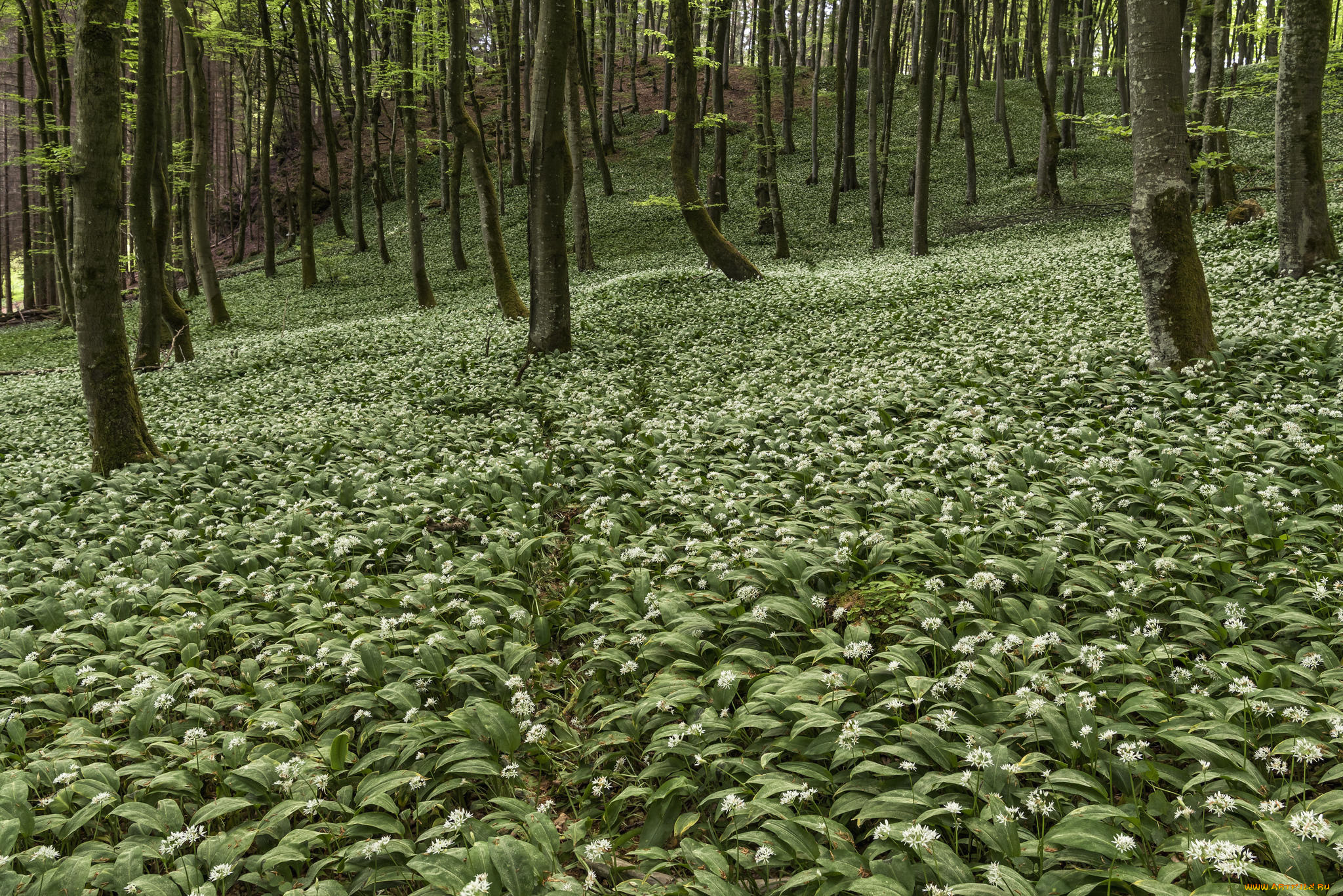 природа, лес, цветы, деревья