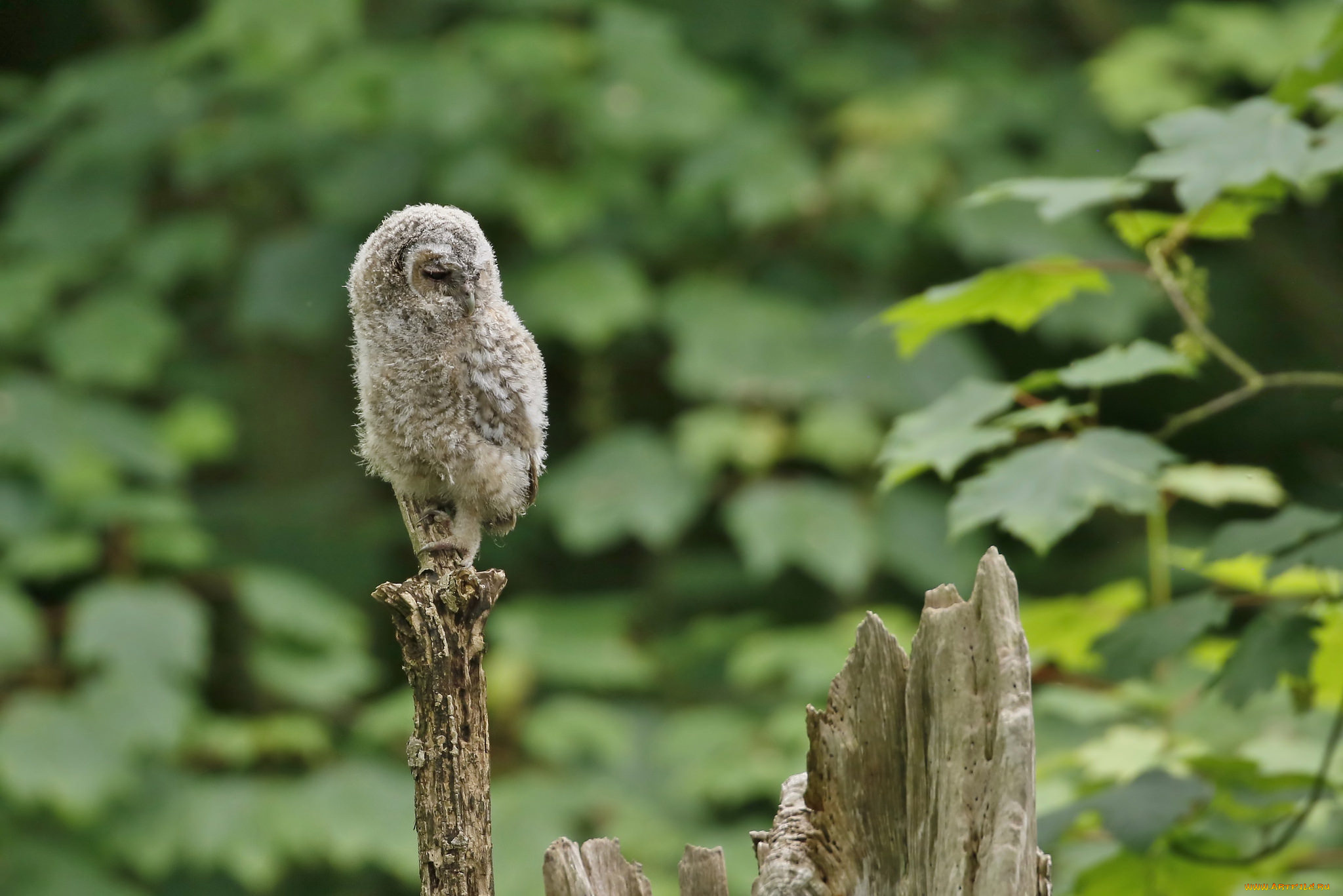 животные, совы, сова, перья, окрас, птица