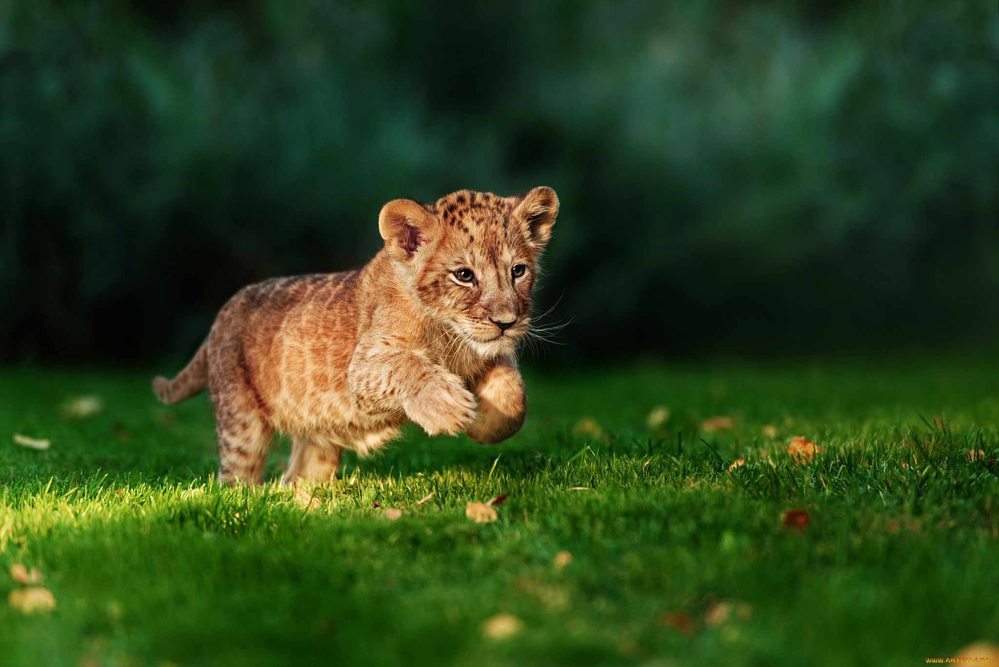 животные, львы, хищник, трава, лев, бег, охотник
