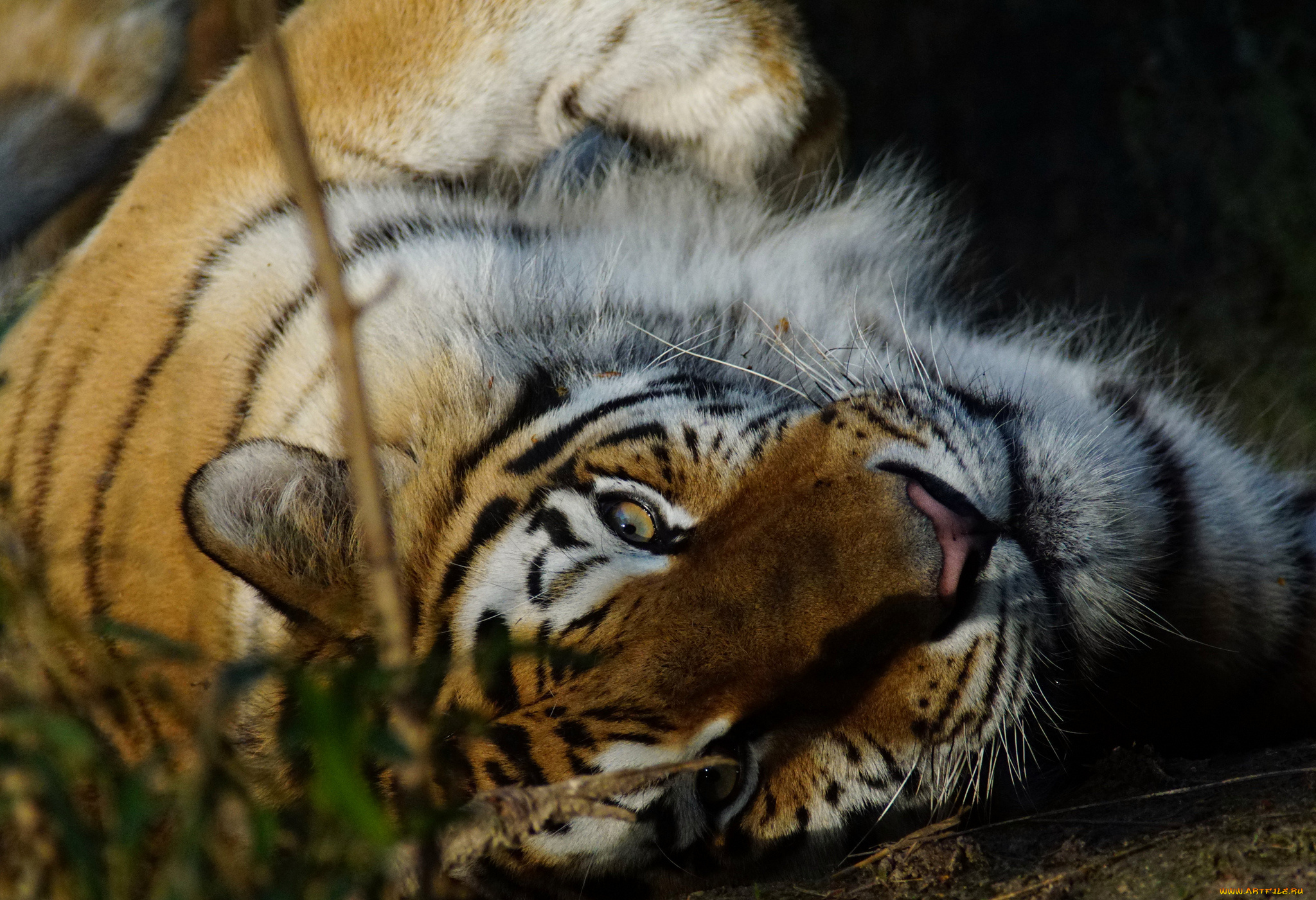 животные, тигры, тигрёнок, взгляд, кошка, амурский, тигр, мох, камень, котёнок