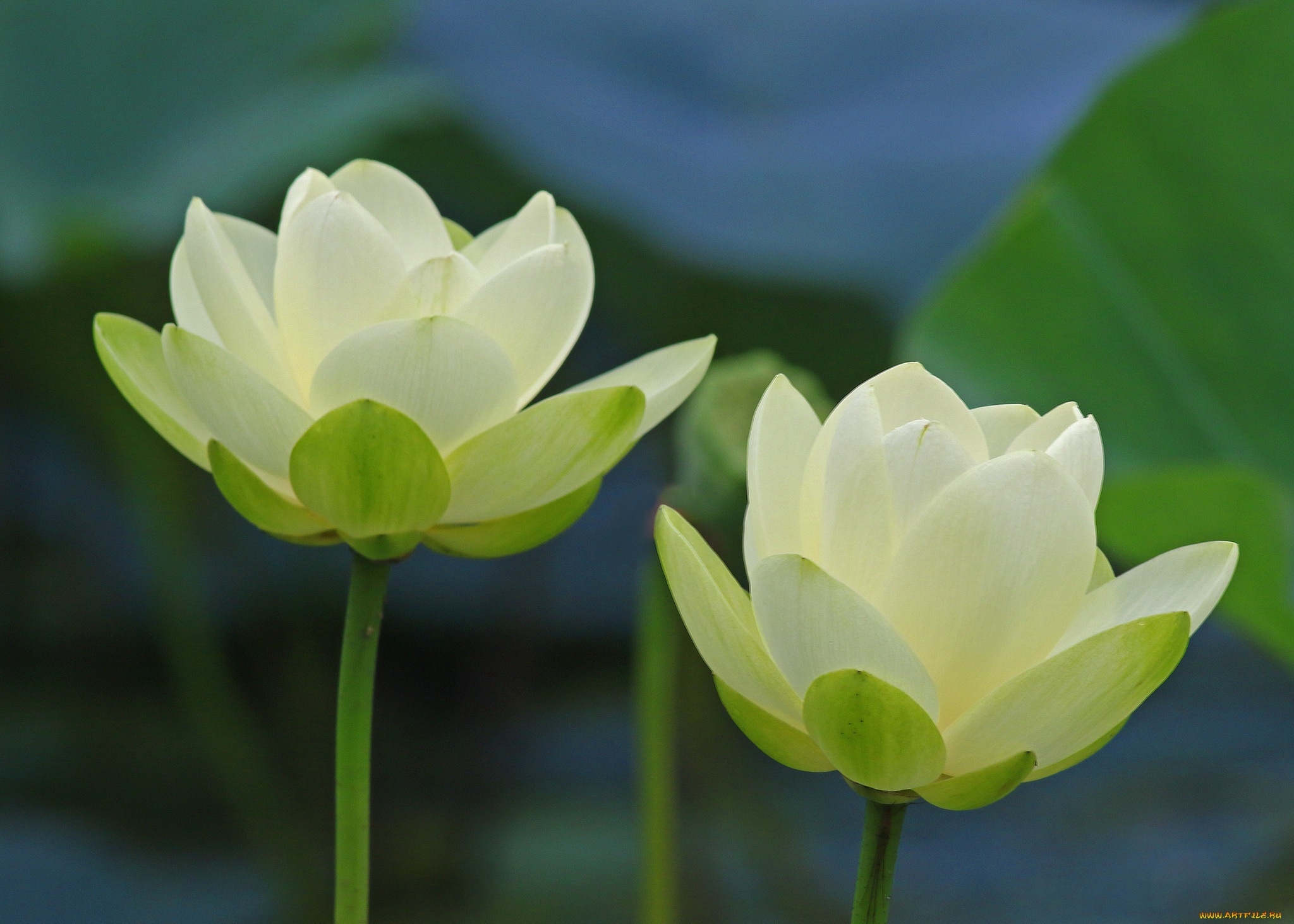 цветы, лотосы