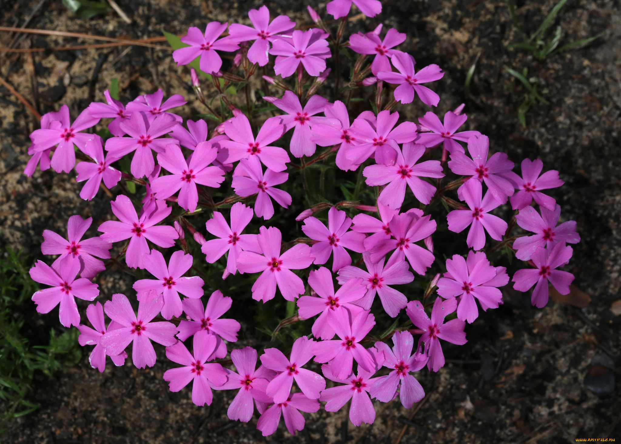 цветы, луговые, , полевые, , цветы, розовые