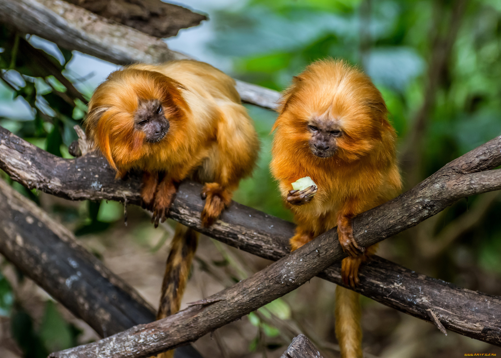 животные, обезьяны, игрунки