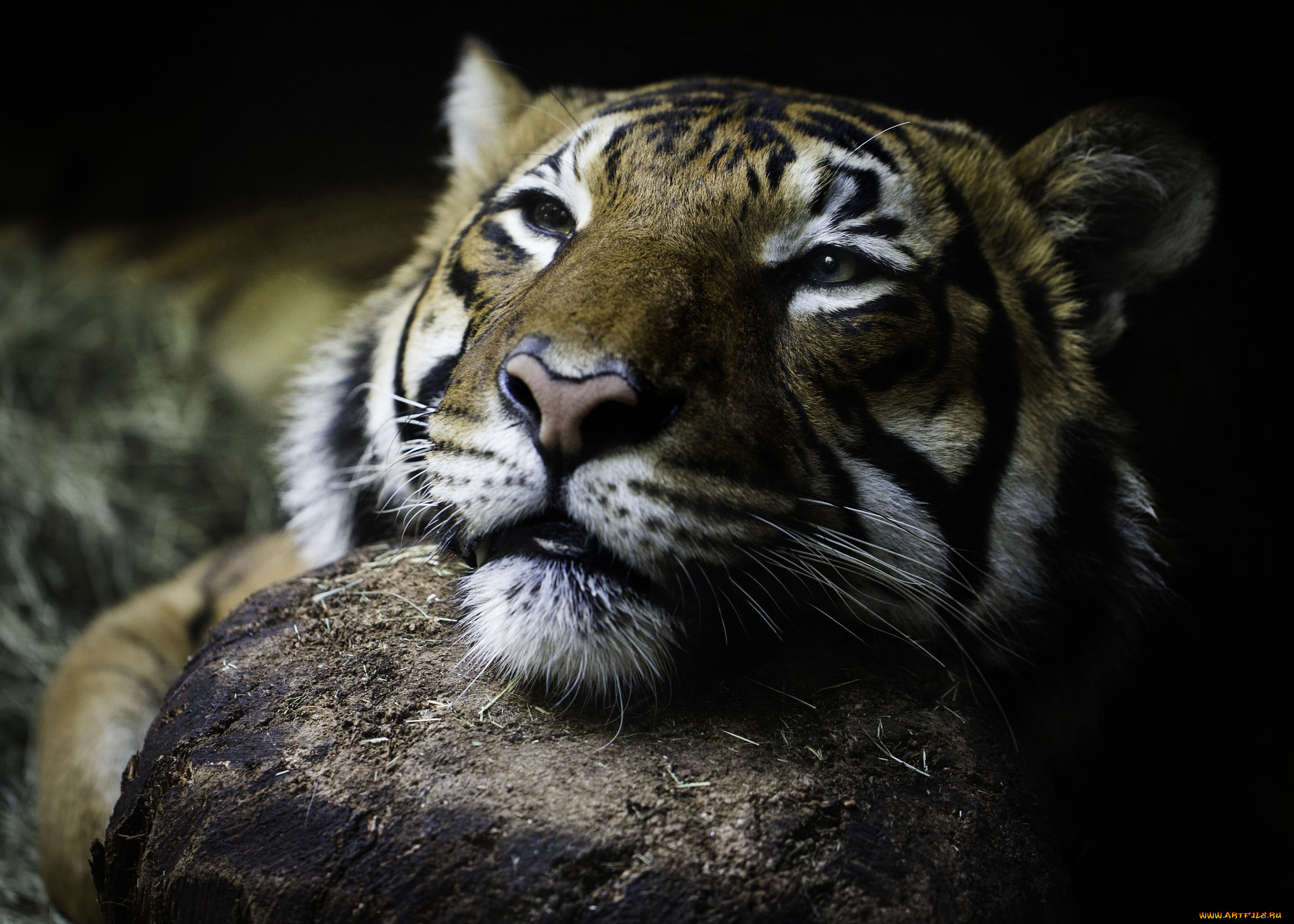 животные, тигры, глаза, тигр, дикая, кошка, морда, взгляд