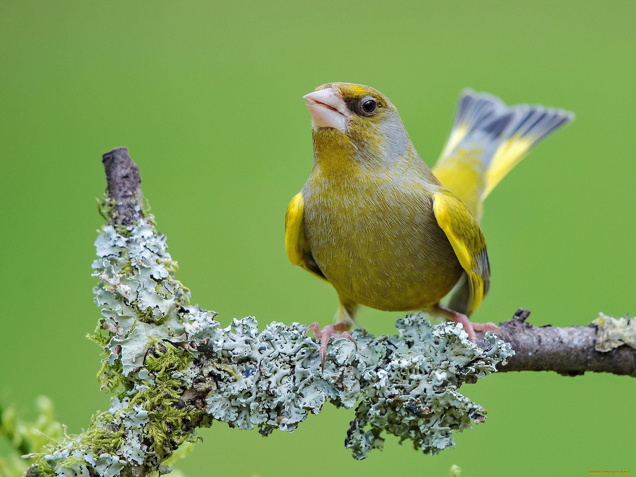 животные, птицы, птичка