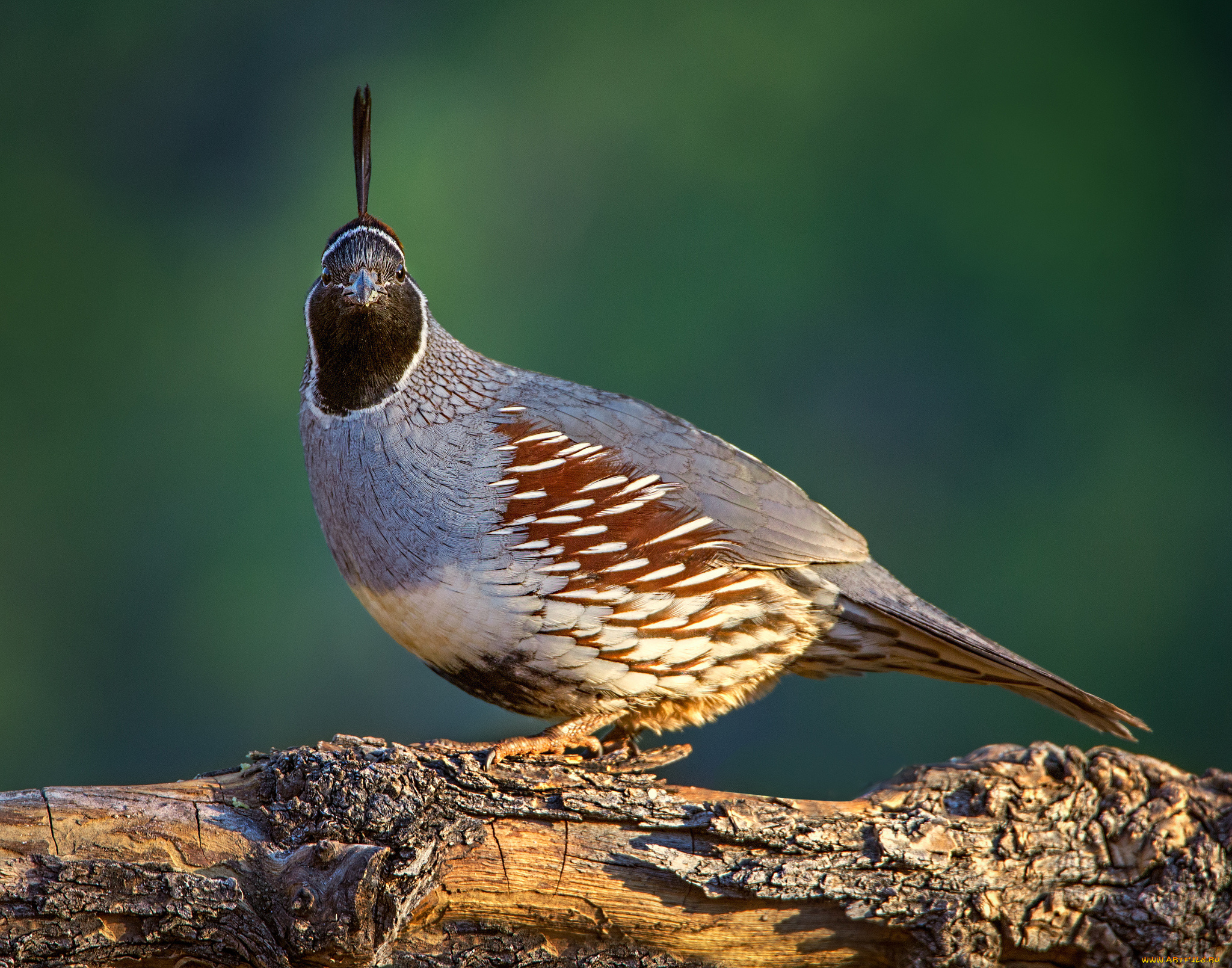 животные, птицы, птичка