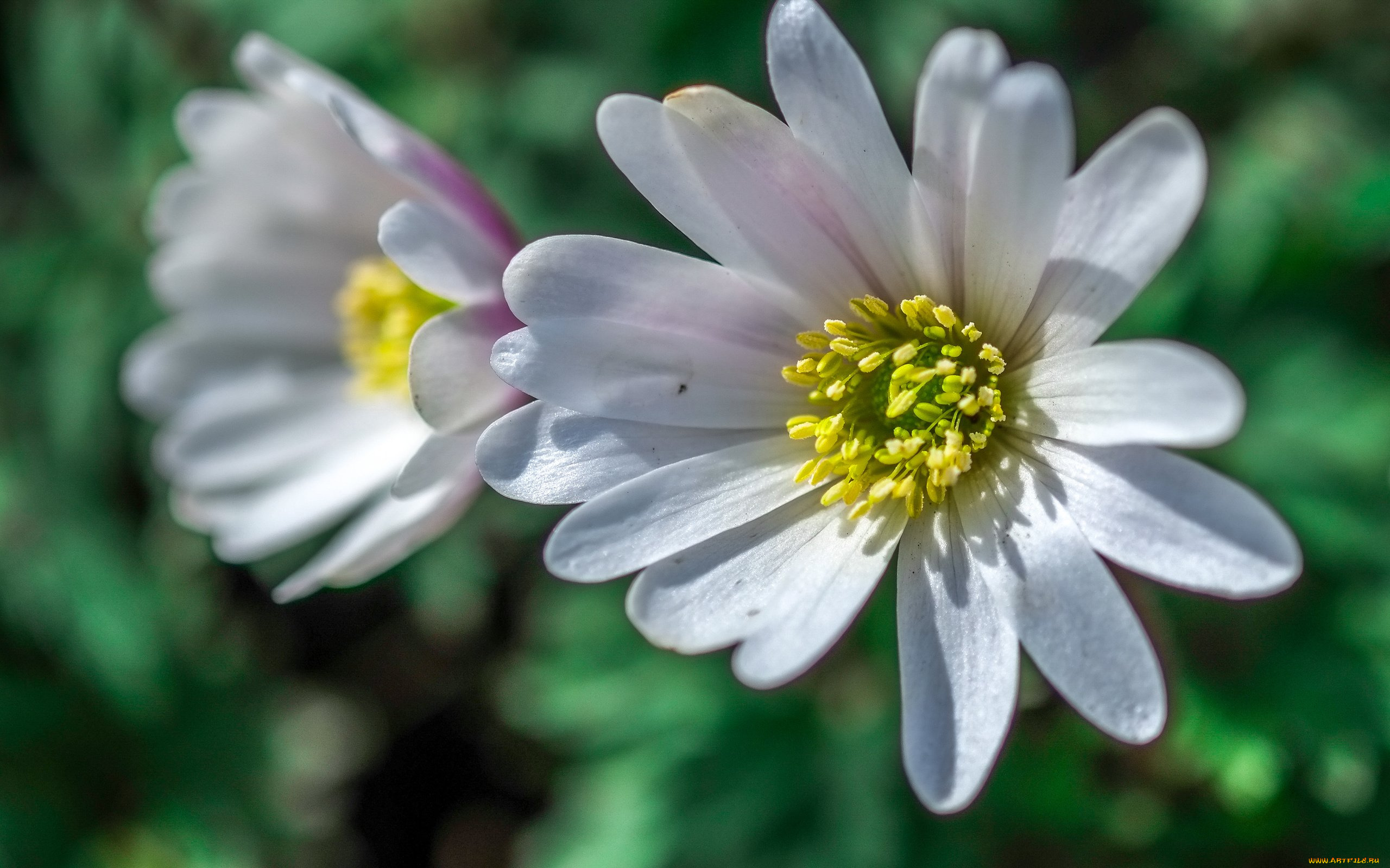 цветы, лепестки, макро, размытость