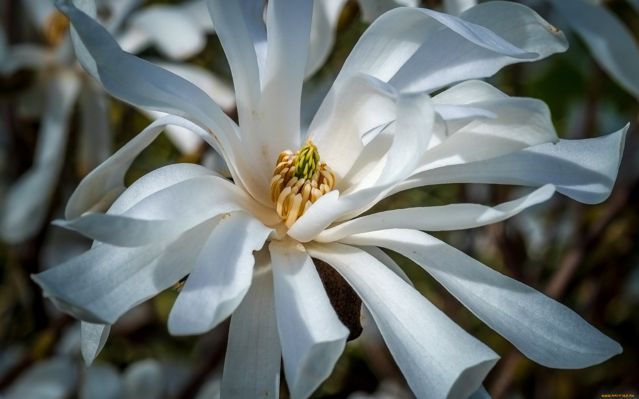 цветы, магнолии, магнолия, цветение, белые, весна