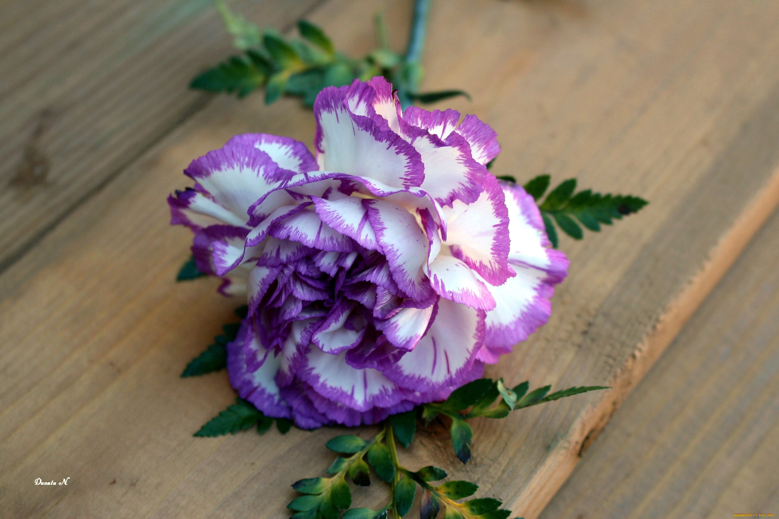 цветы, гвоздики, двухцветная, гвоздика, одиночка