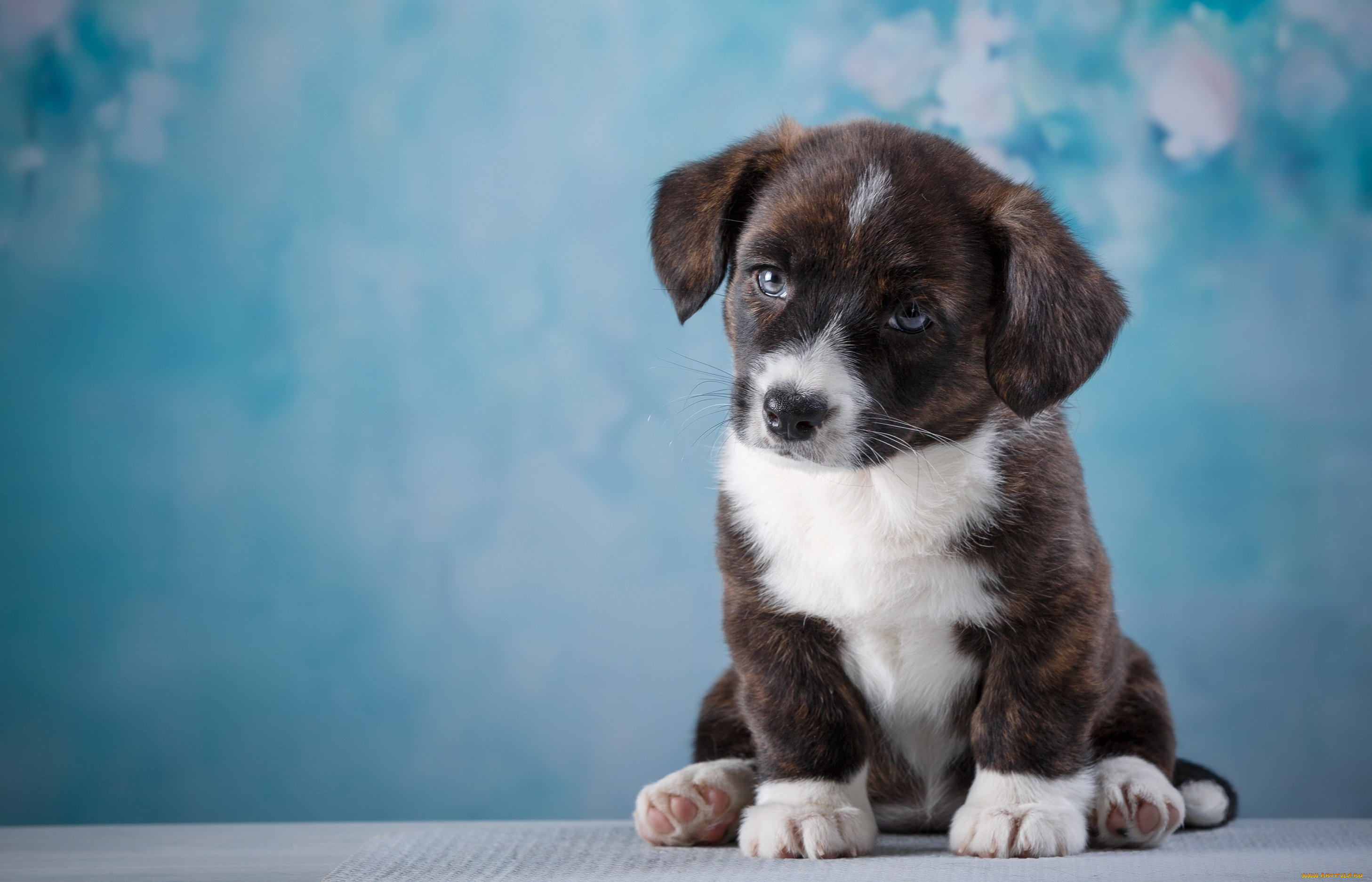 животные, собаки, щенок, взгляд, собака, глаза, морда