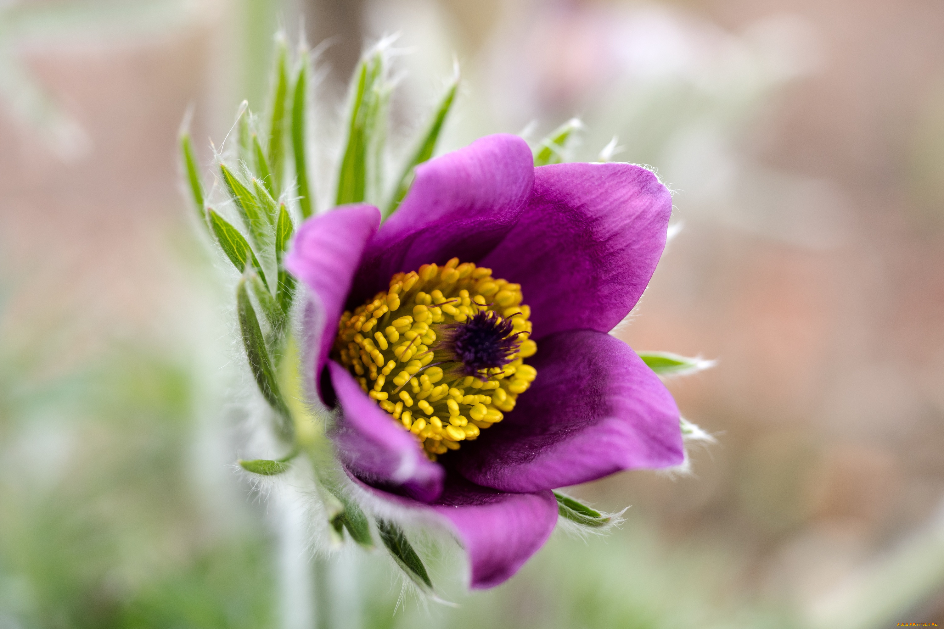 цветы, анемоны, , сон-трава, крест, сон-трава, весна, цветок, макро