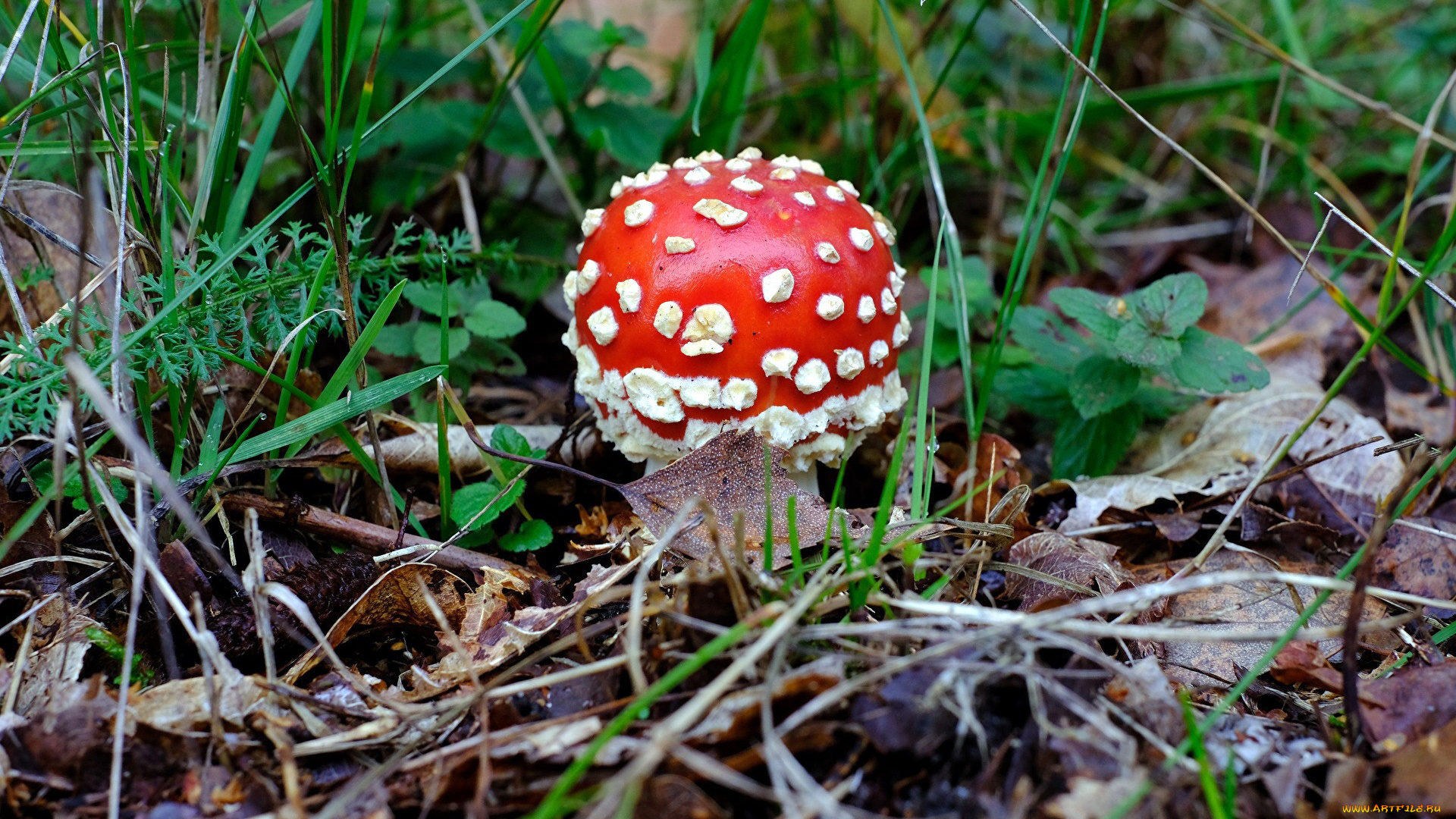 природа, грибы, , мухомор, одиночка