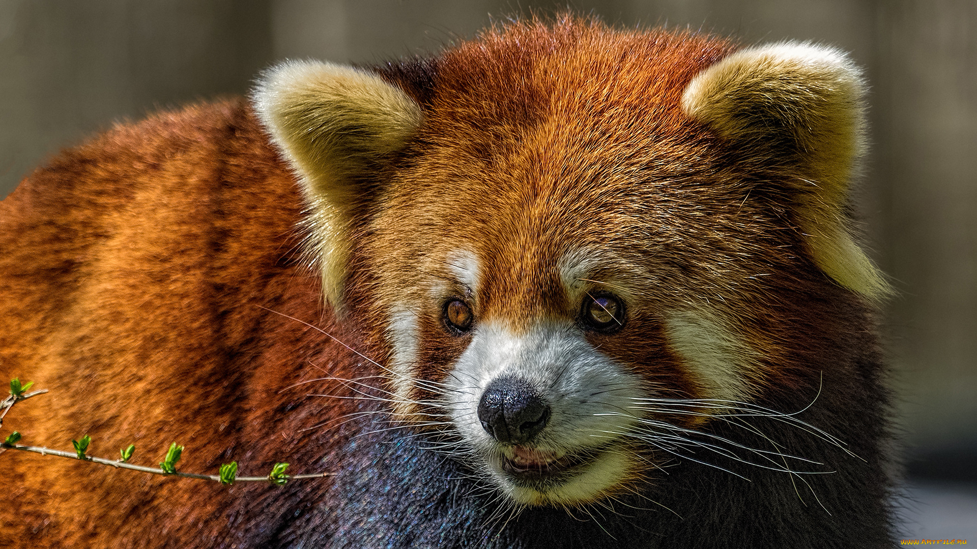 животные, панды, малая, панда