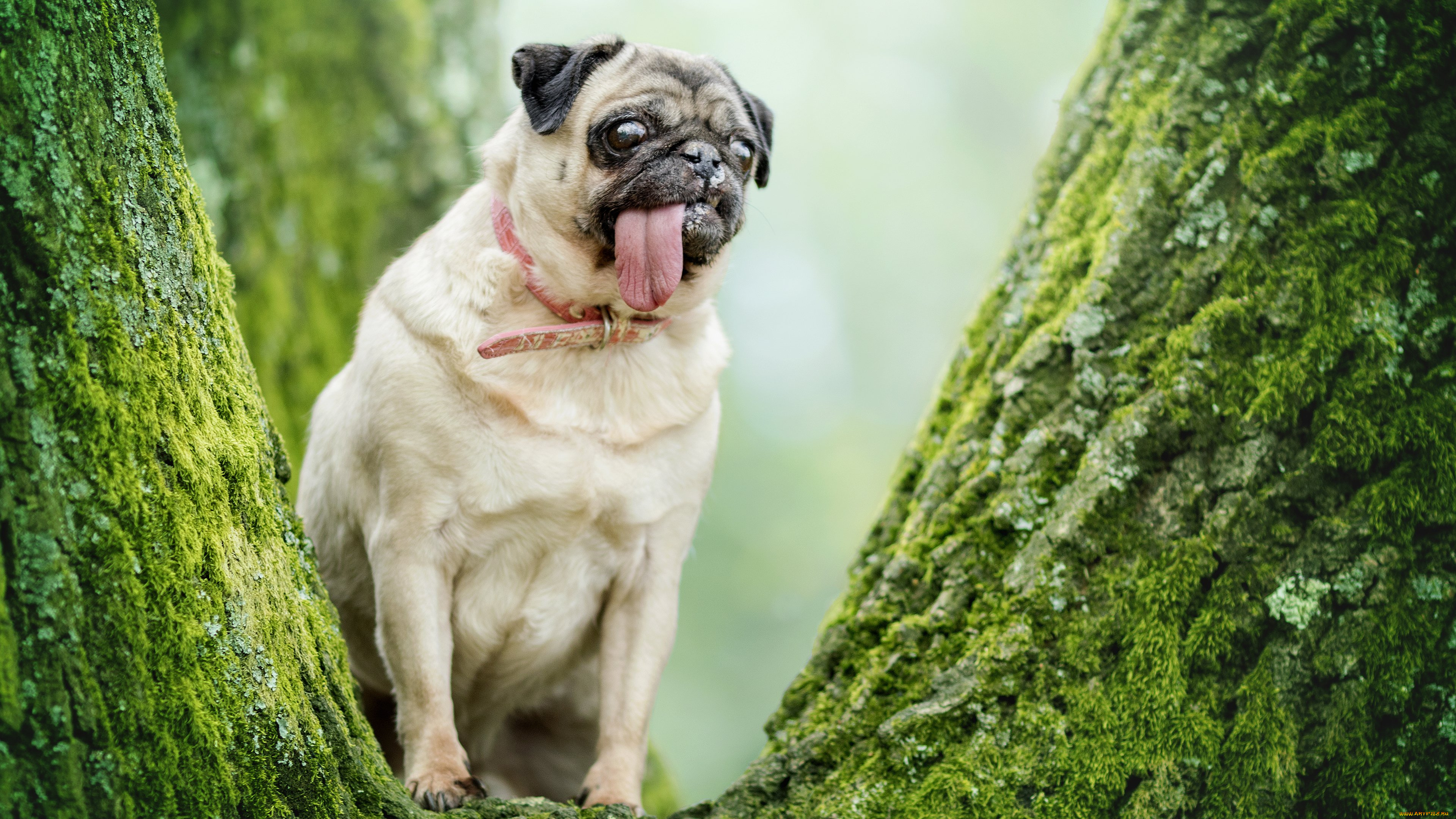 животные, собаки, мопс