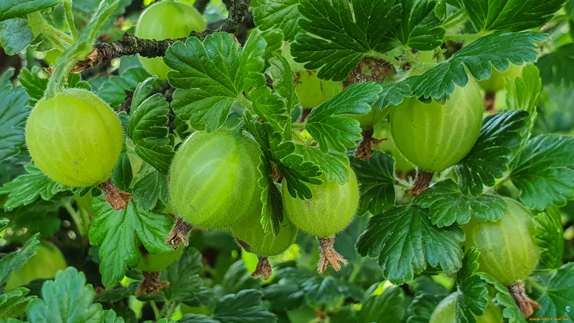 природа, ягоды, крыжовник